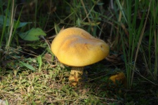 Yellow Bolete Mushroom In Shadows