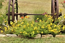 Yellow Lantana in Flower Garden