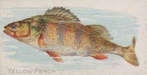 Yellow Perch Fish 1889