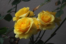 Roses jaunes sur un buisson
