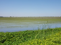 Yolo Wetlands Sacramento