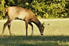 Jeune cerf mangeant de l'herbe