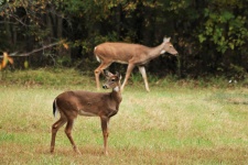 Young White-tailed Deer in Fall 3