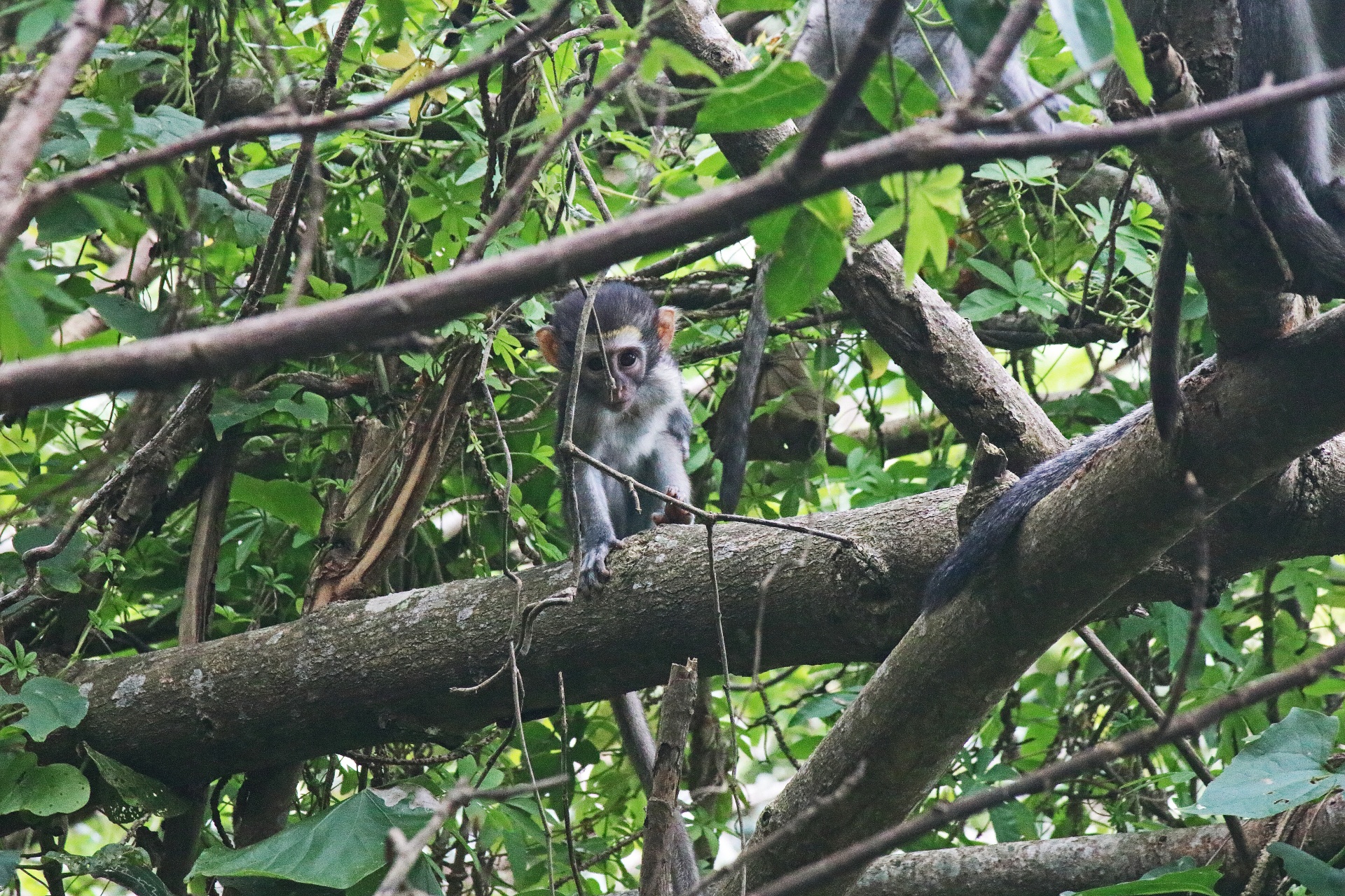 Um macaco vervet bebê em uma árvore