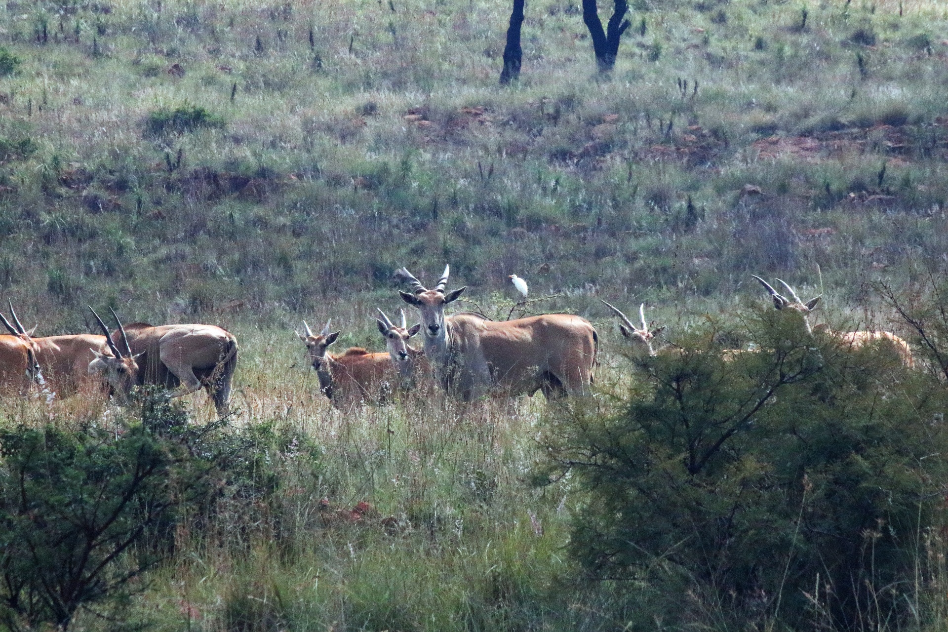Um grupo de eland antílope e esfoliação