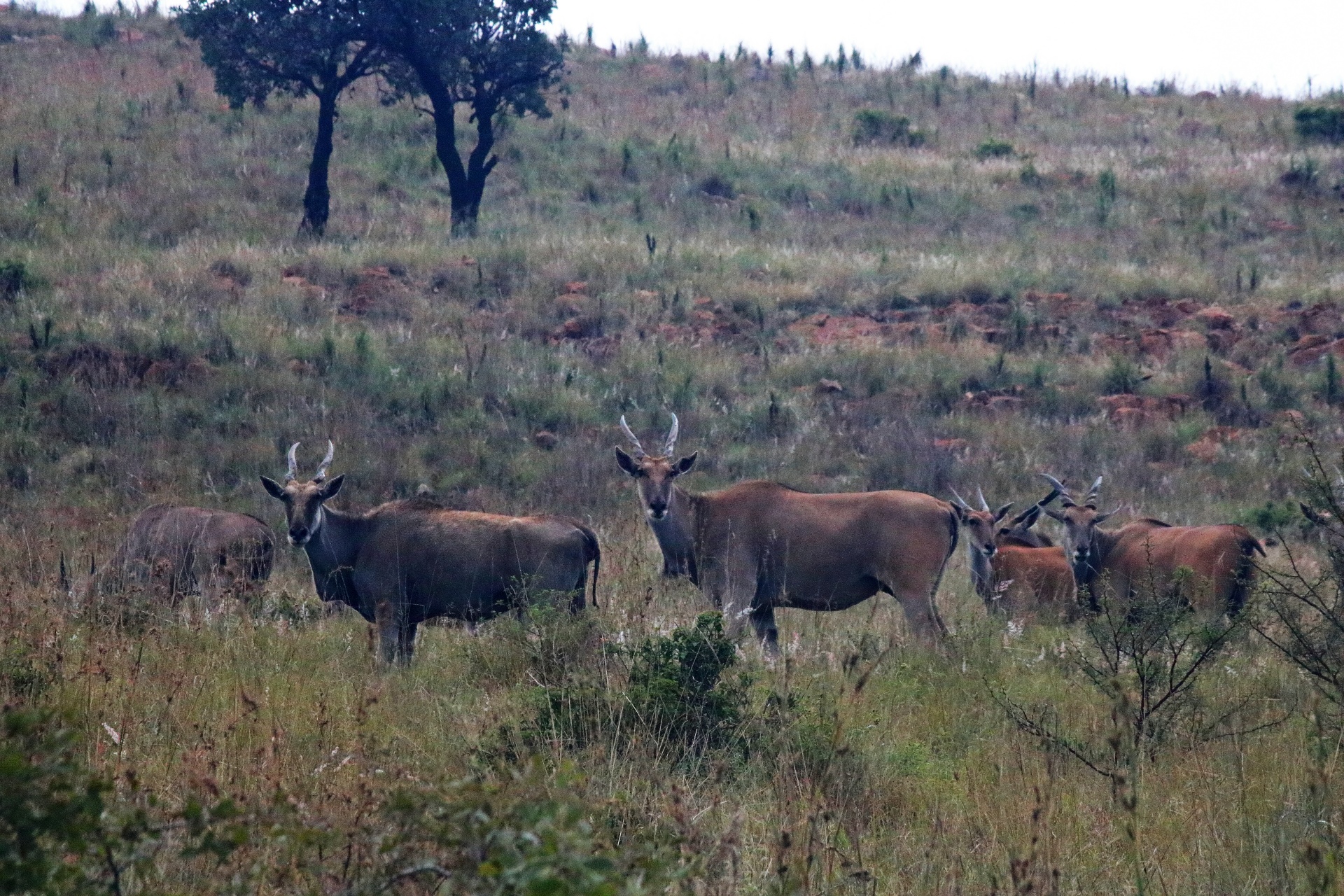Skupina antilopy elandu na kopci