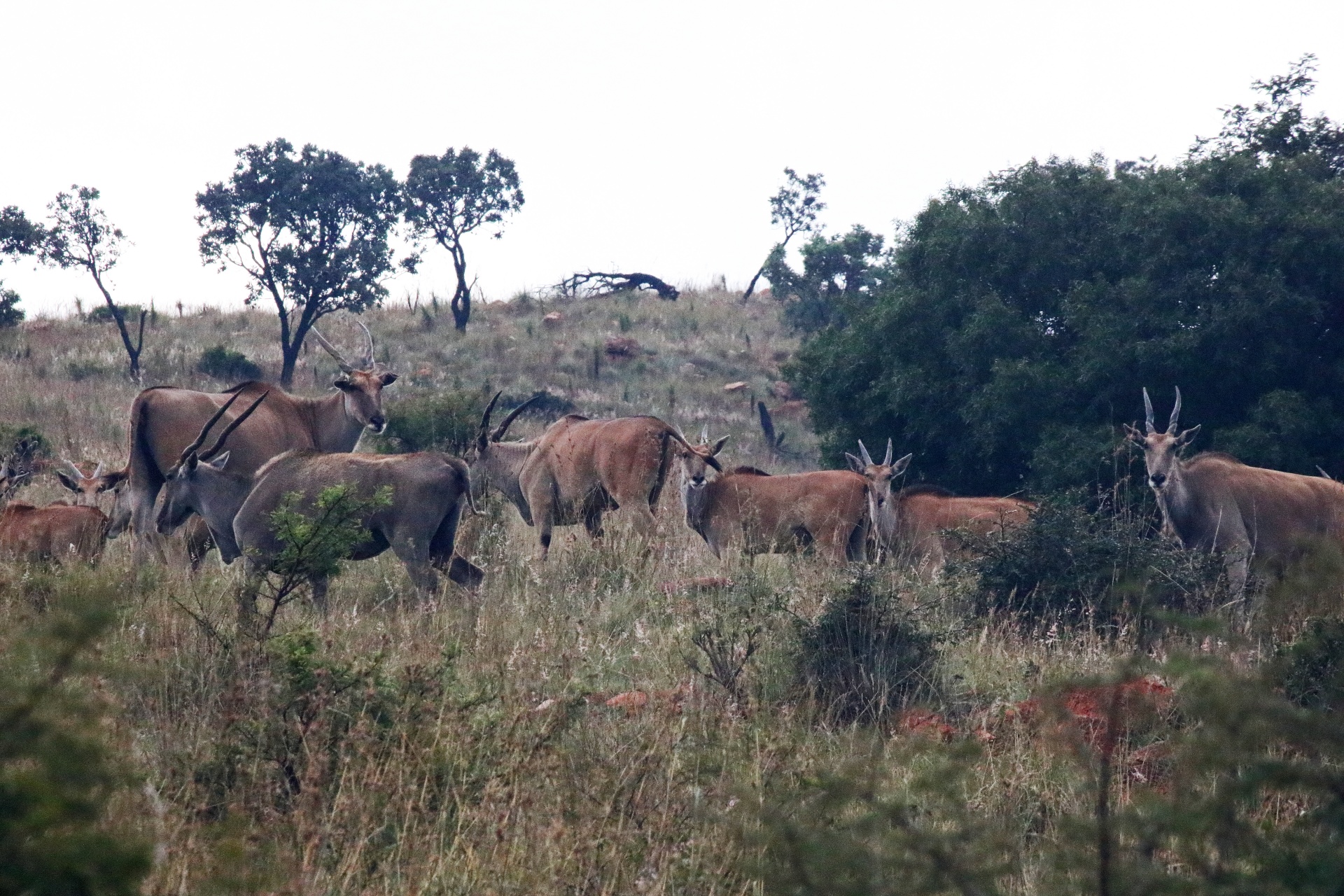 Um grupo de antílopes eland
