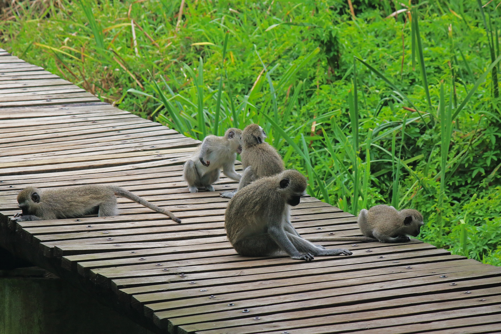Um grupo de macacos vervet jogando