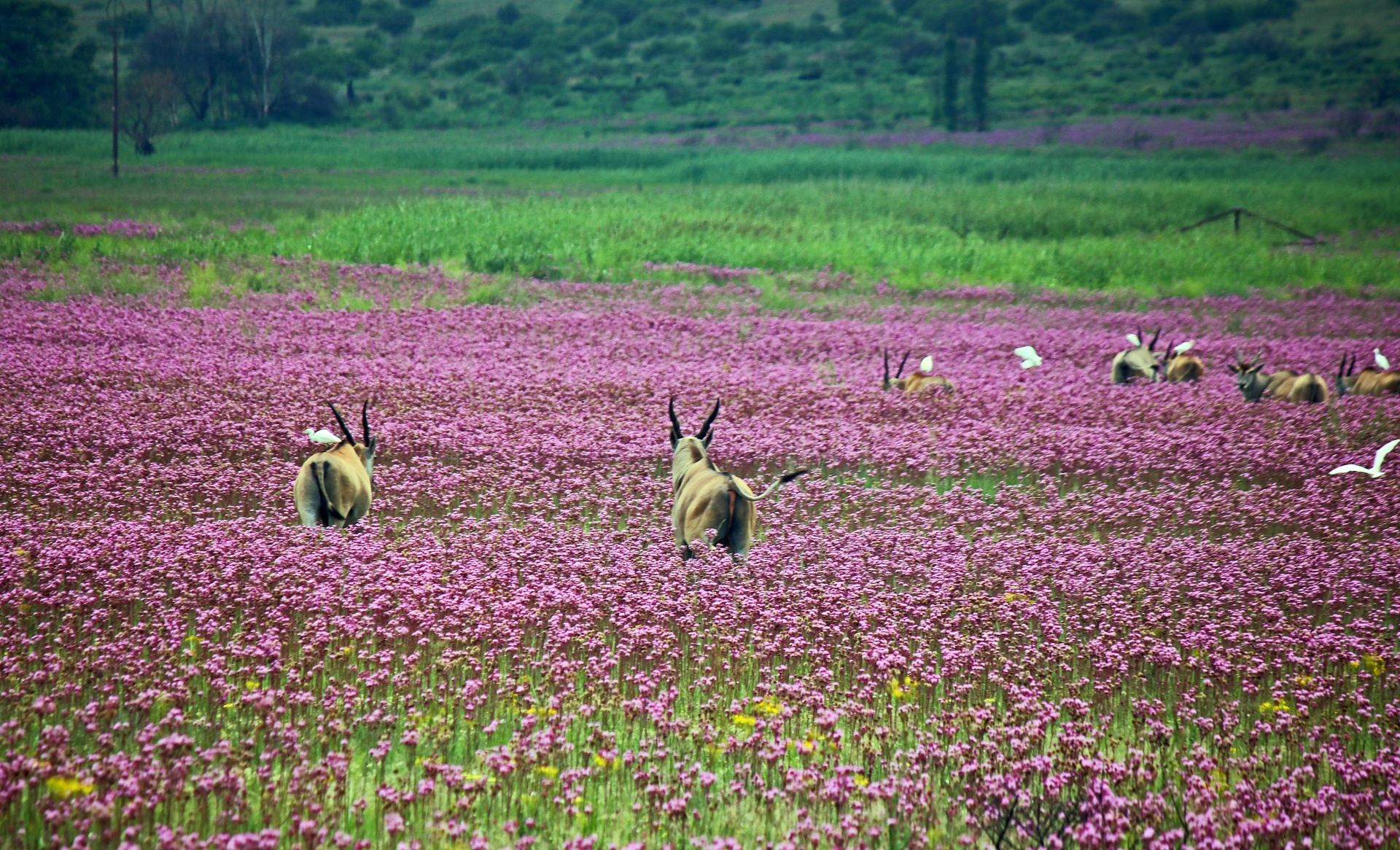 Stádo elandu s růžovými květy