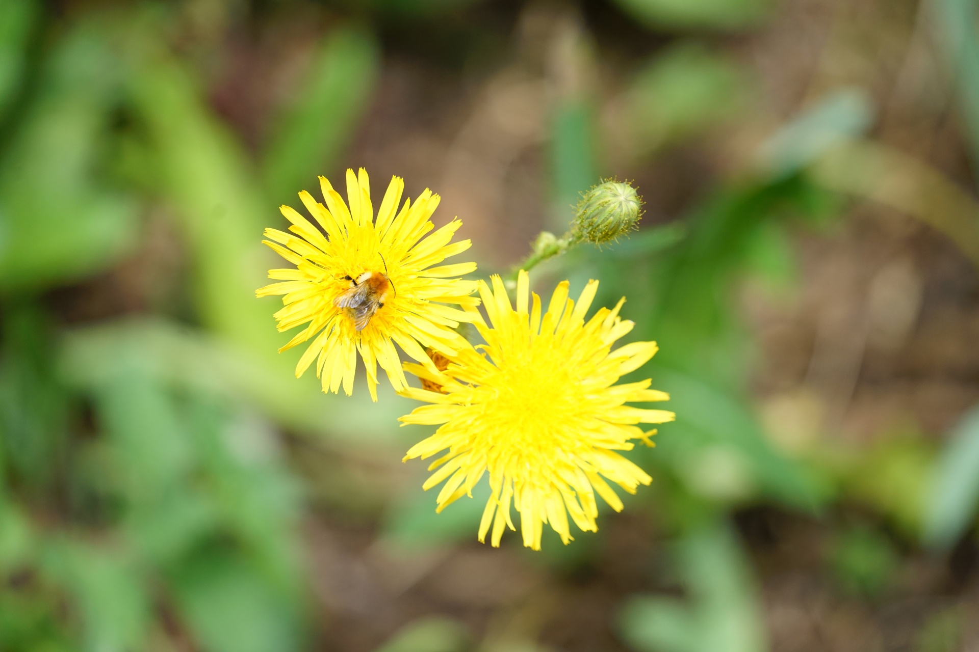 Včela a pampeliška květ