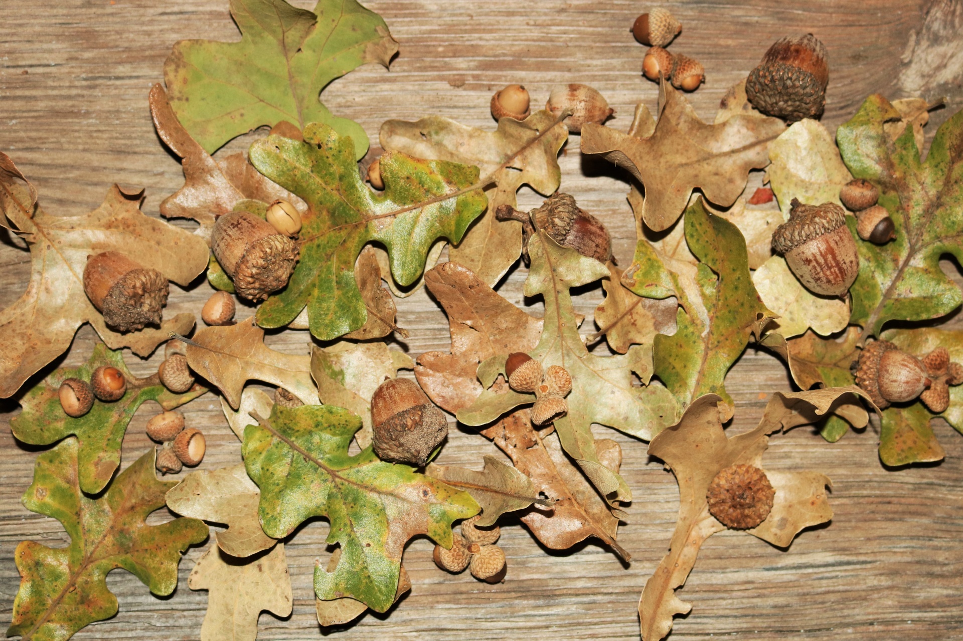 Bellotas y hojas de roble sobre madera