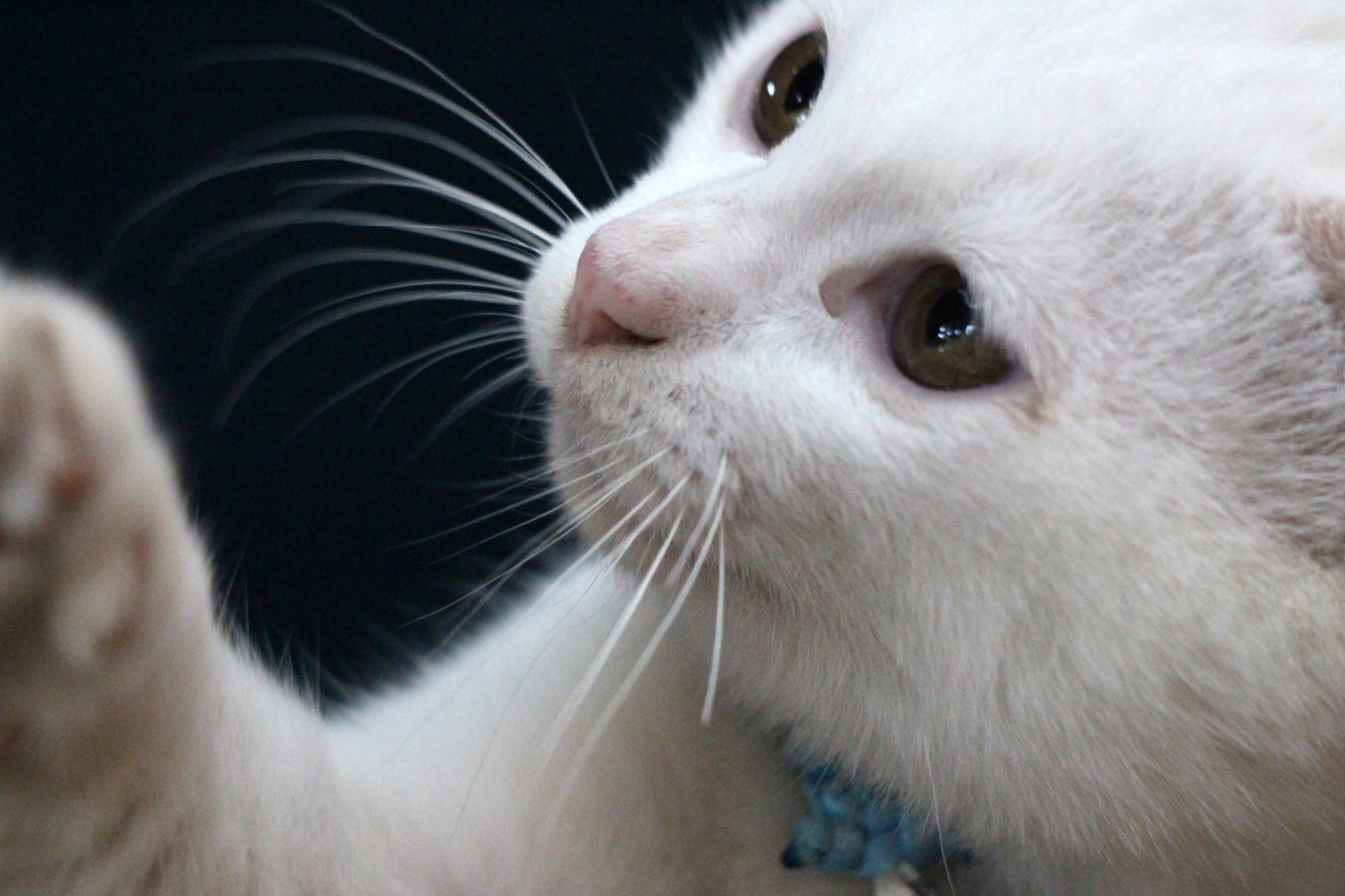 Rozkošná bílá kočka detail