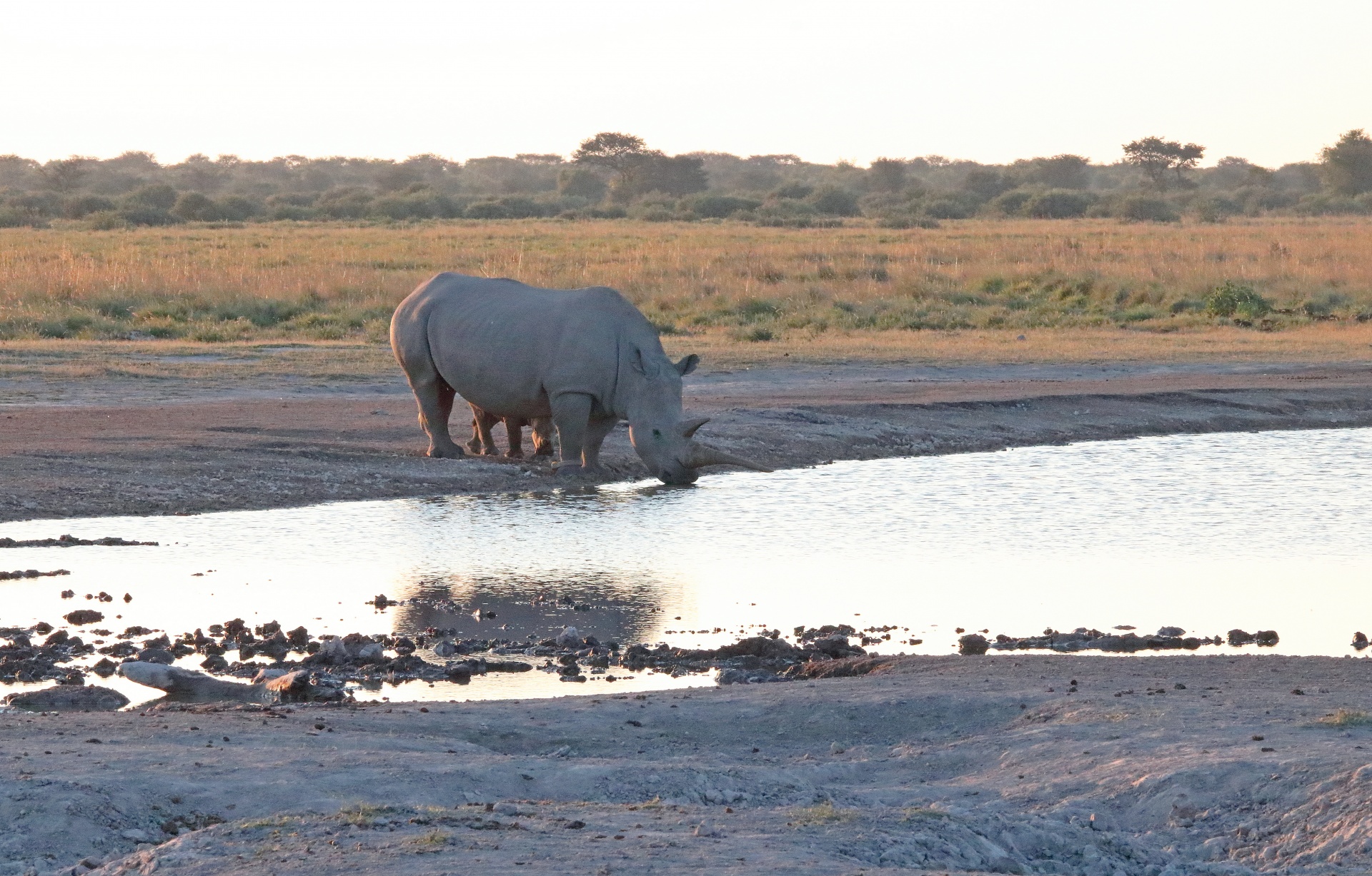 água potável para rinoceronte adulto