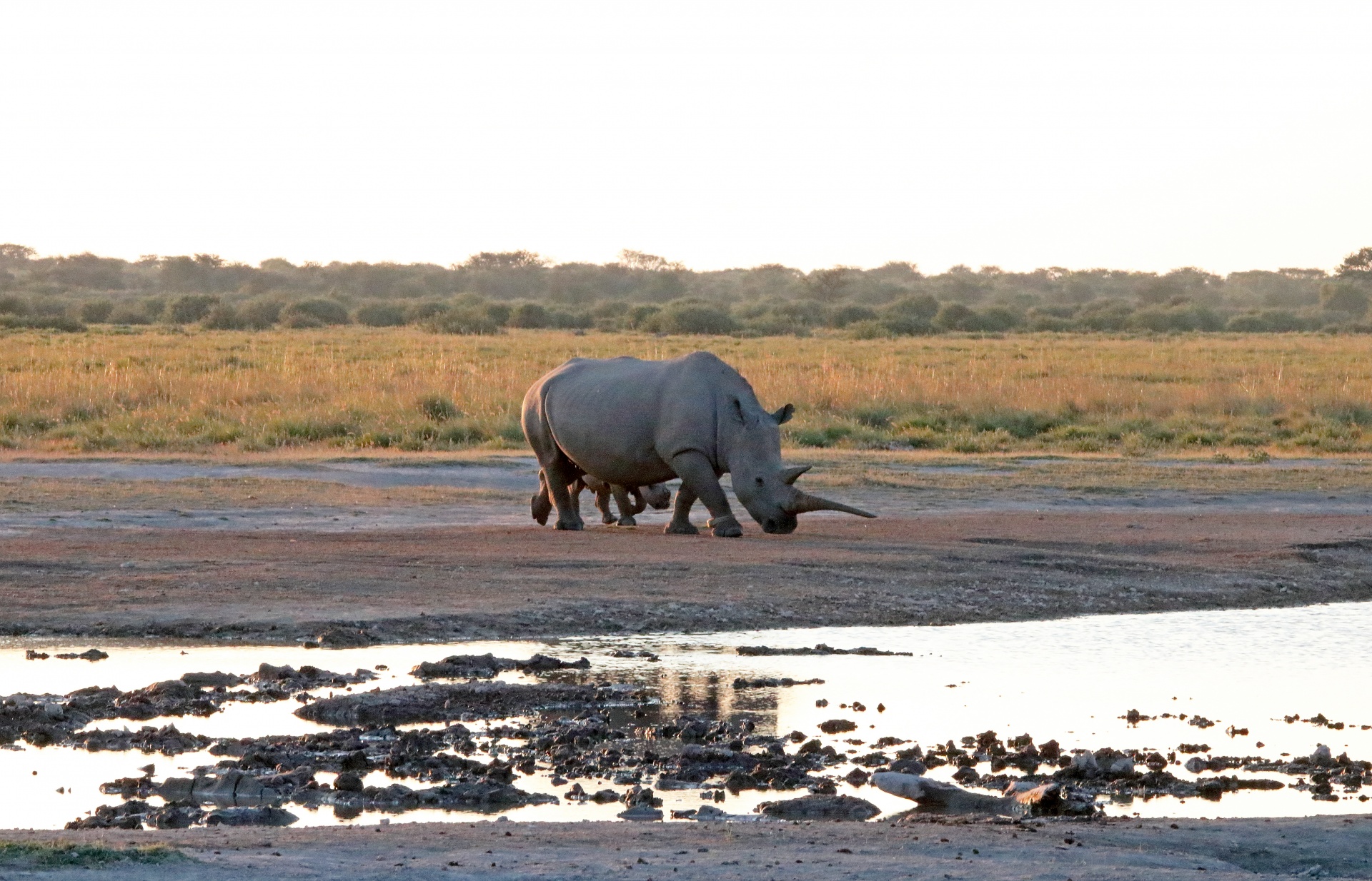 Vuxen noshörning med sitt barn bakom