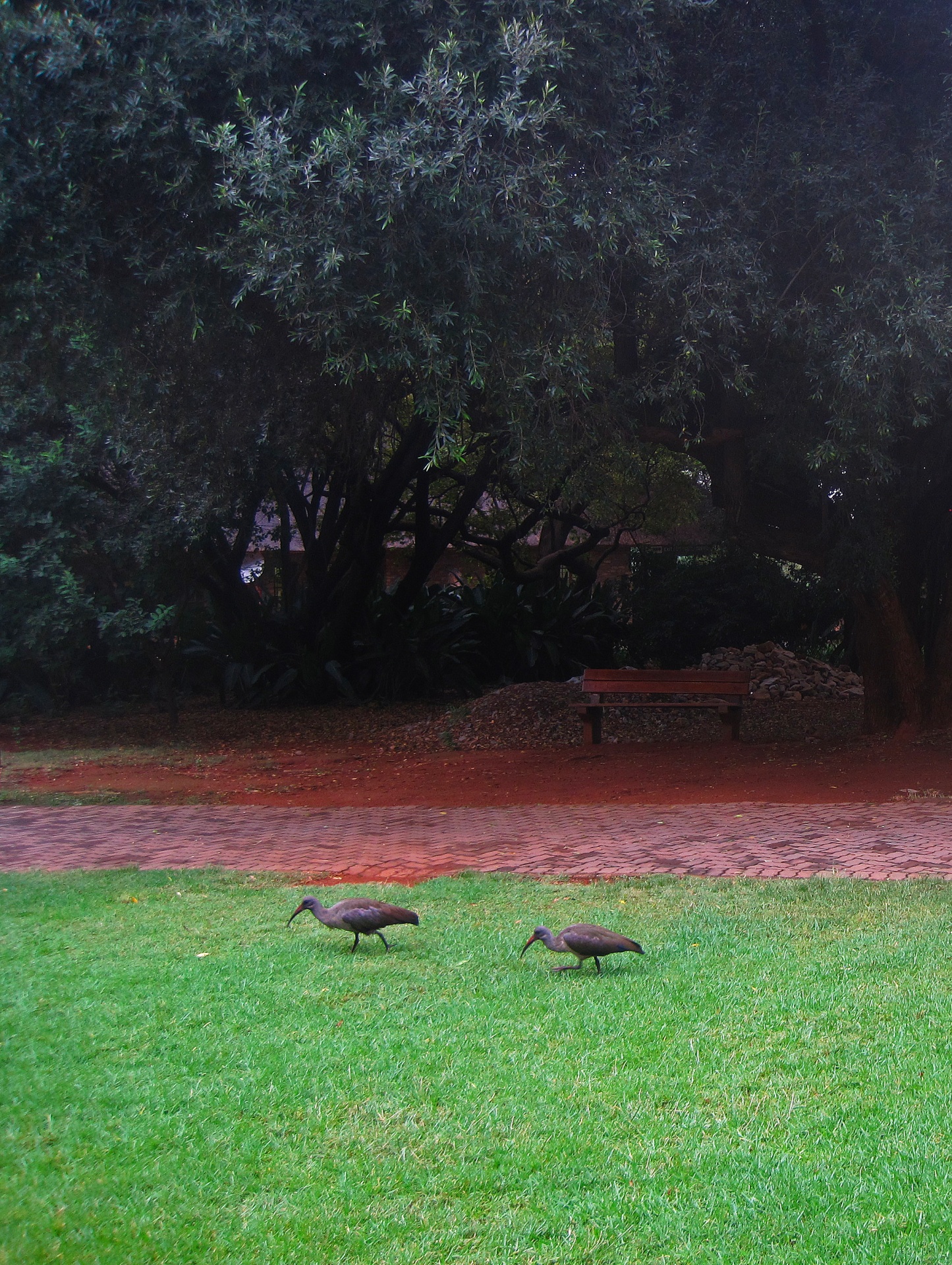 Ibis africanos alimentándose en un céspe