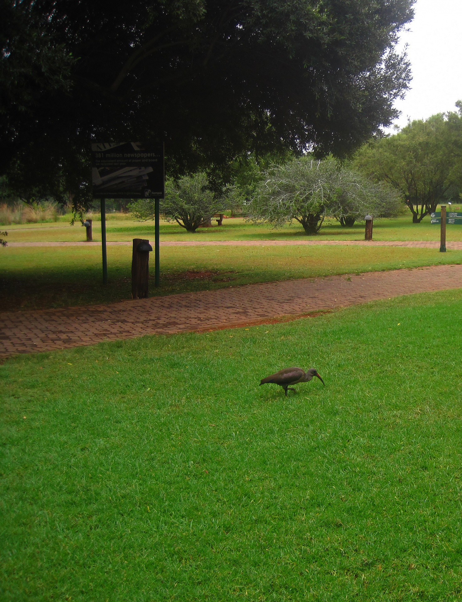 Africký ibis na zeleném trávníku 2