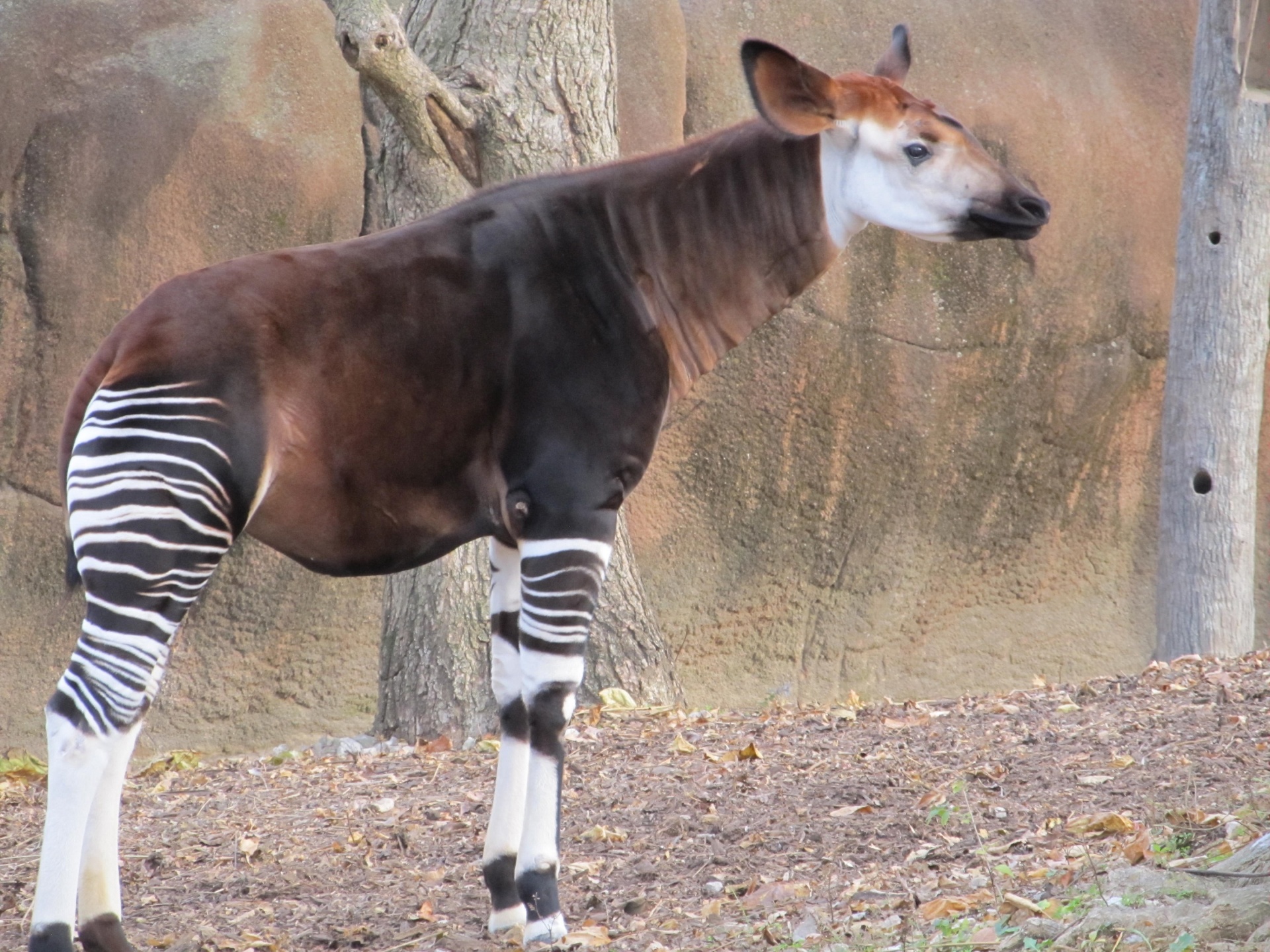 Okapi africano