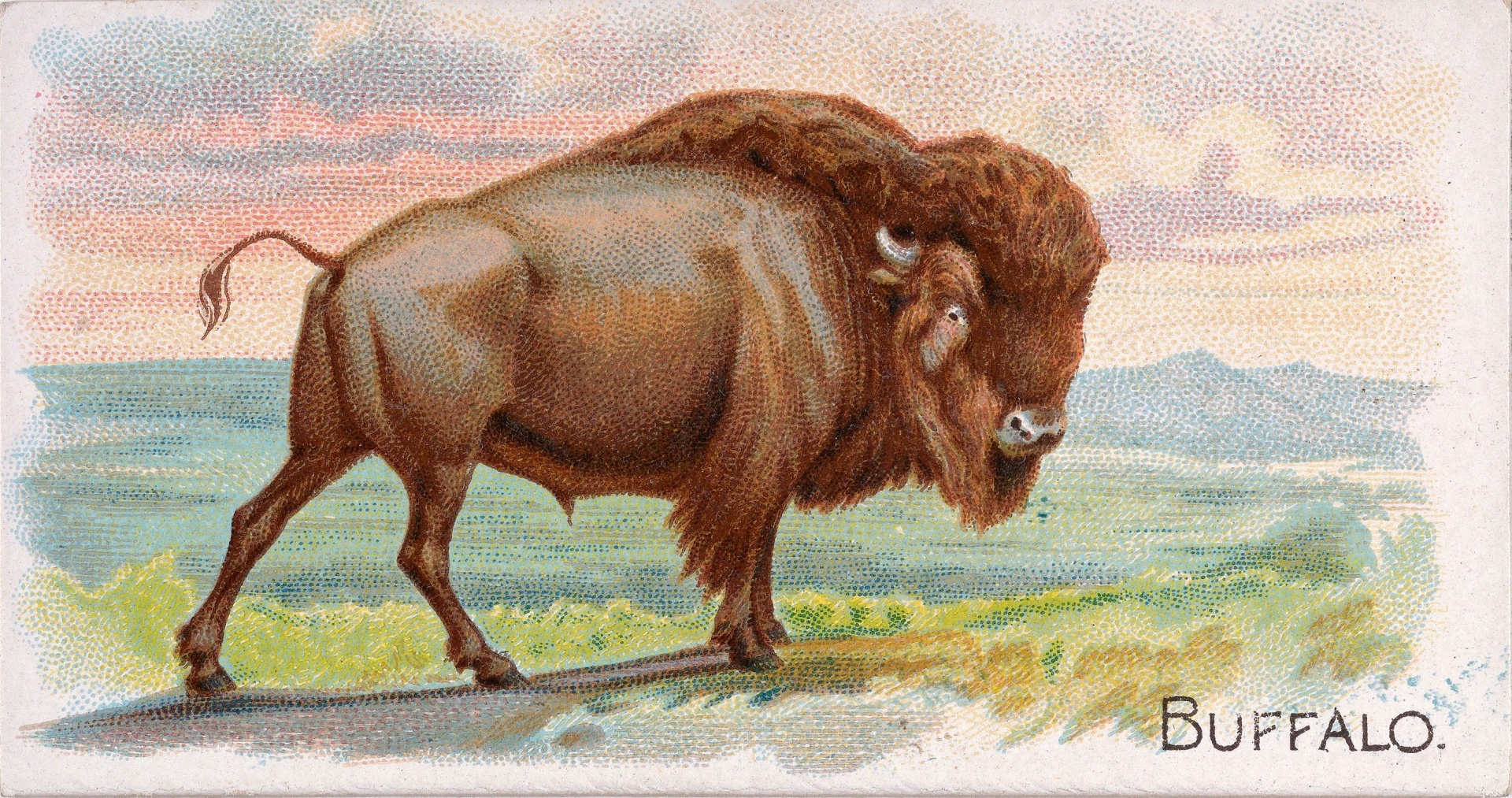 Amerikanska Bison Buffalo