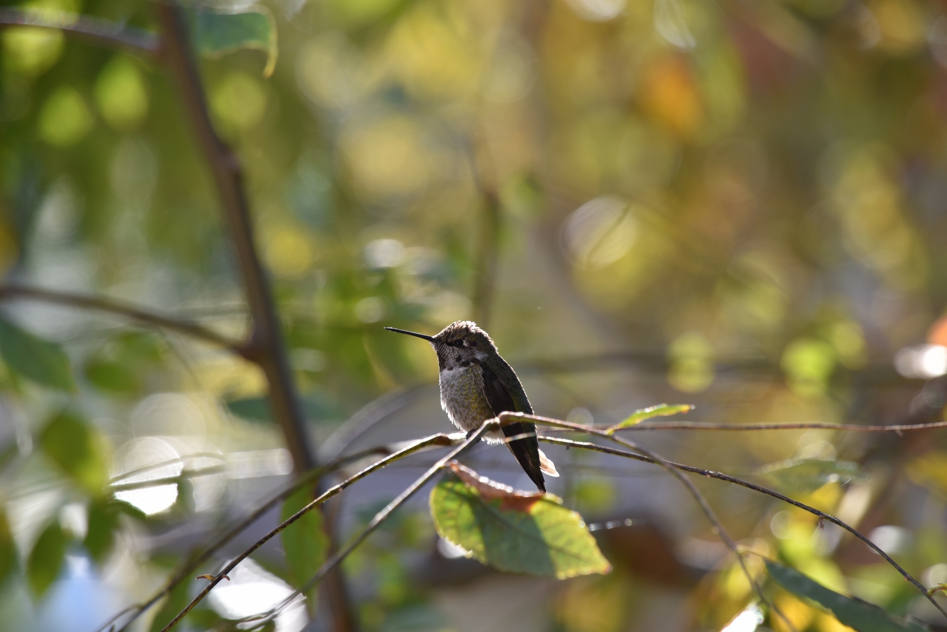Anna Hummingbird posazený