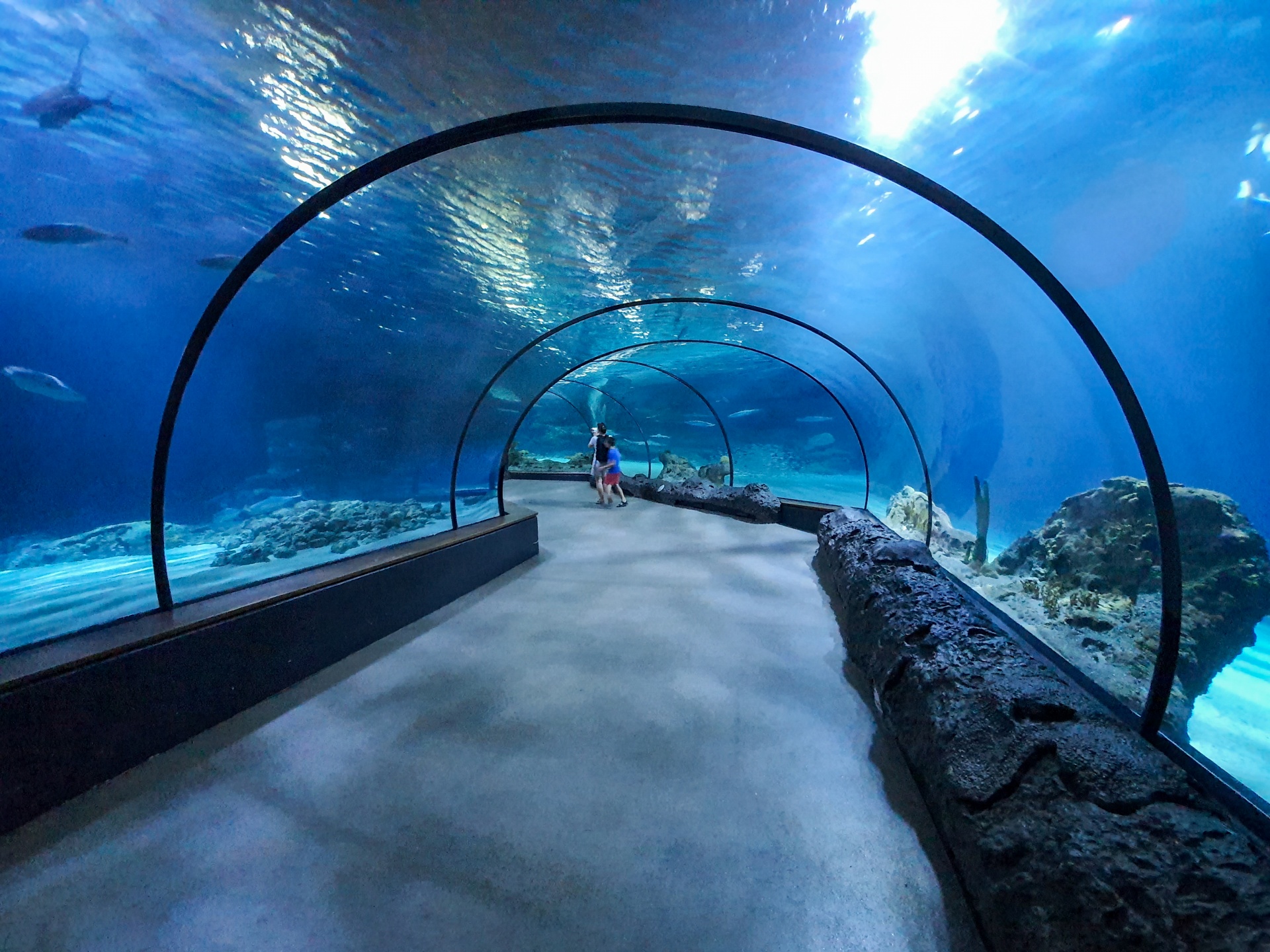 Túnel del acuario