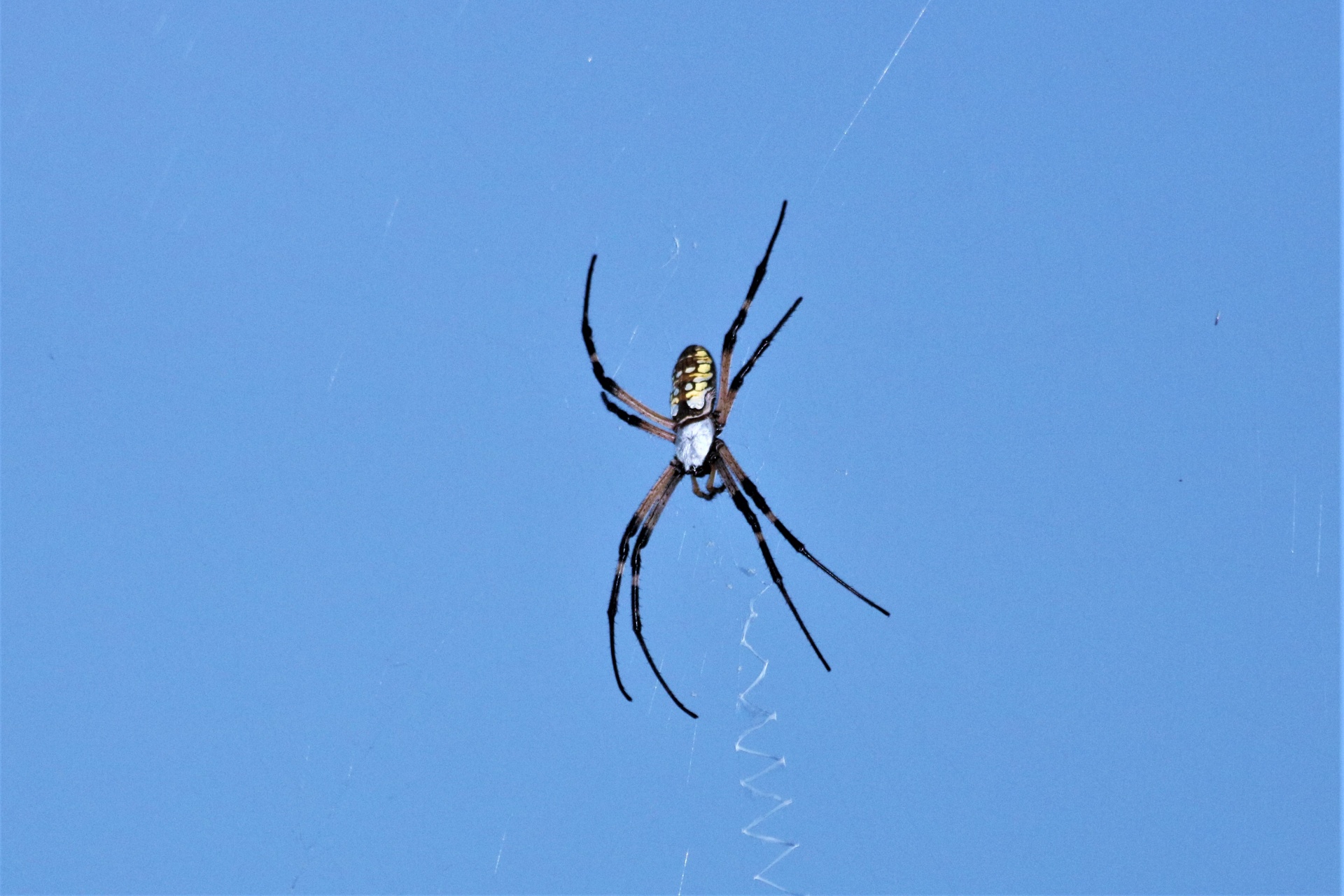 Argiope Spider proti modré obloze