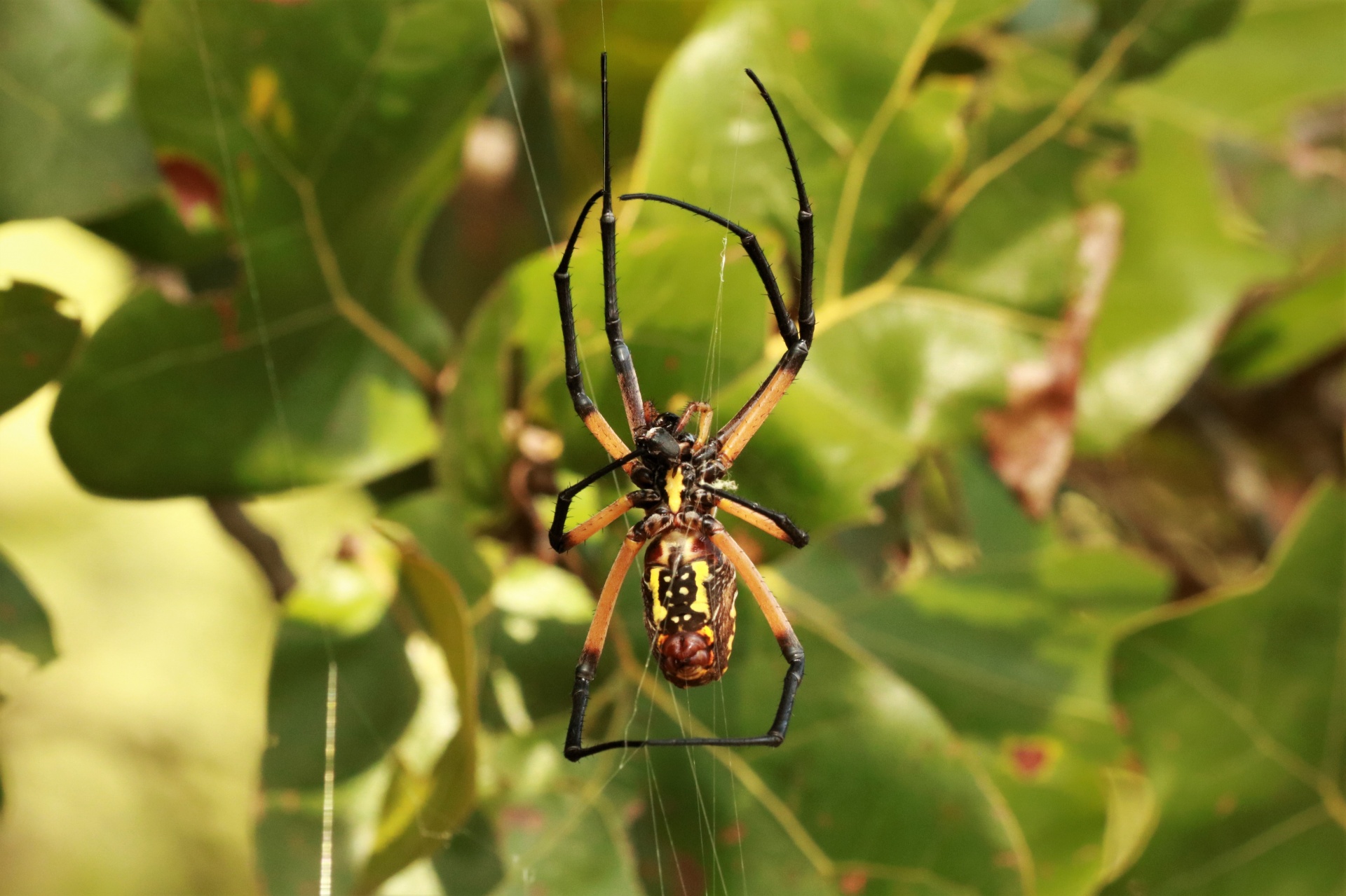 Argiope Spider Underside Närbild
