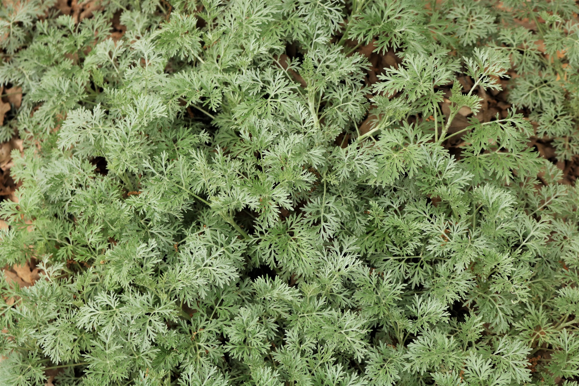 Artemisia planta close-up