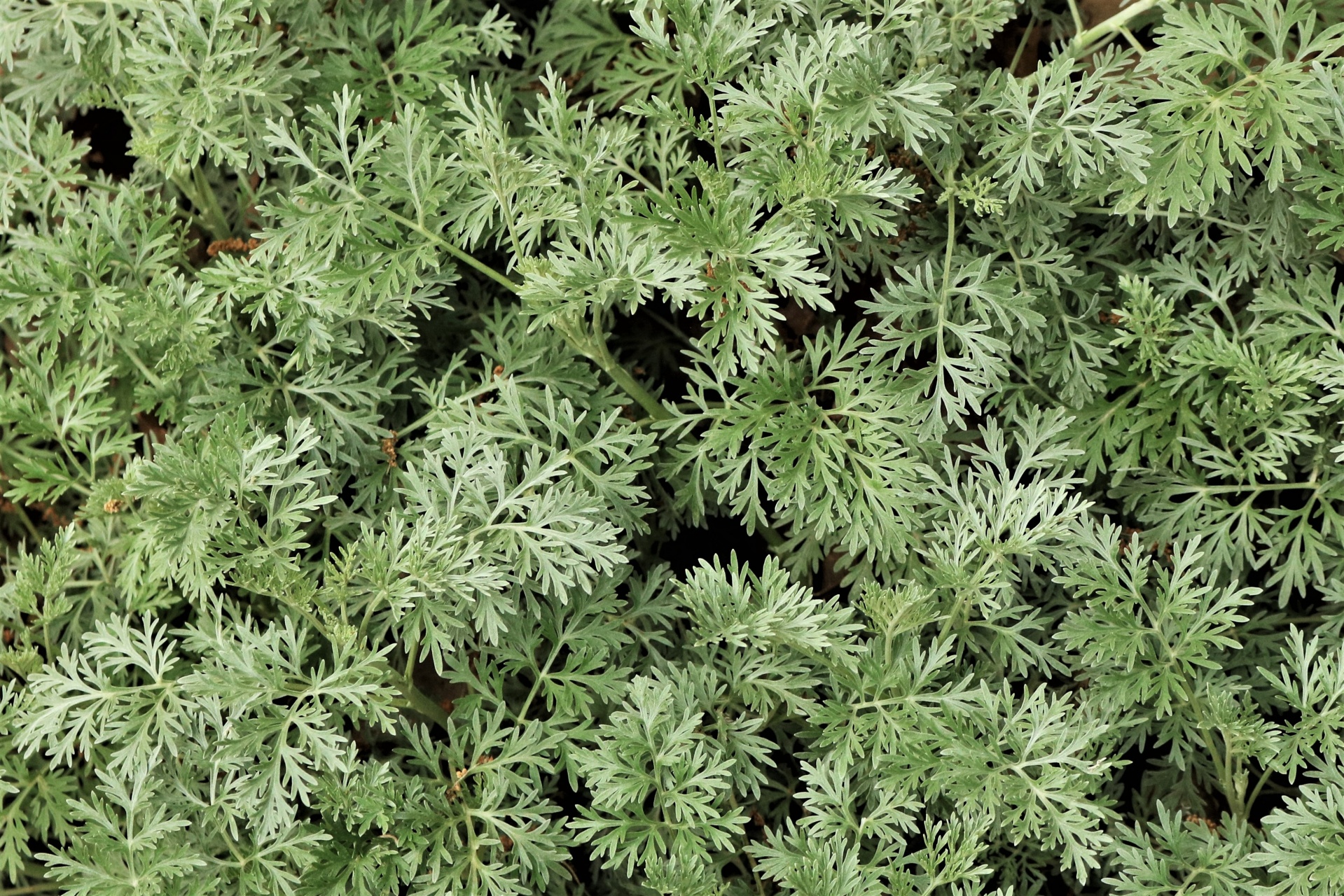 Artemisia planta fundo close-up