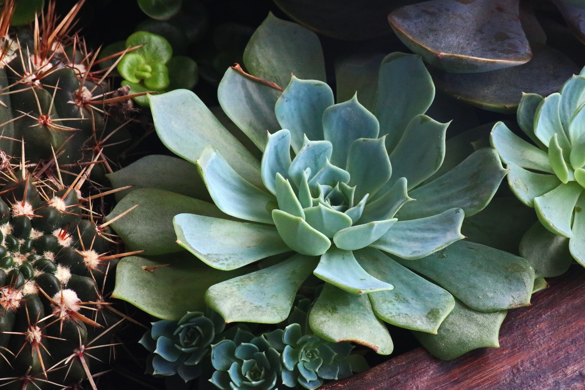Rozmanité sukulenty a kaktus