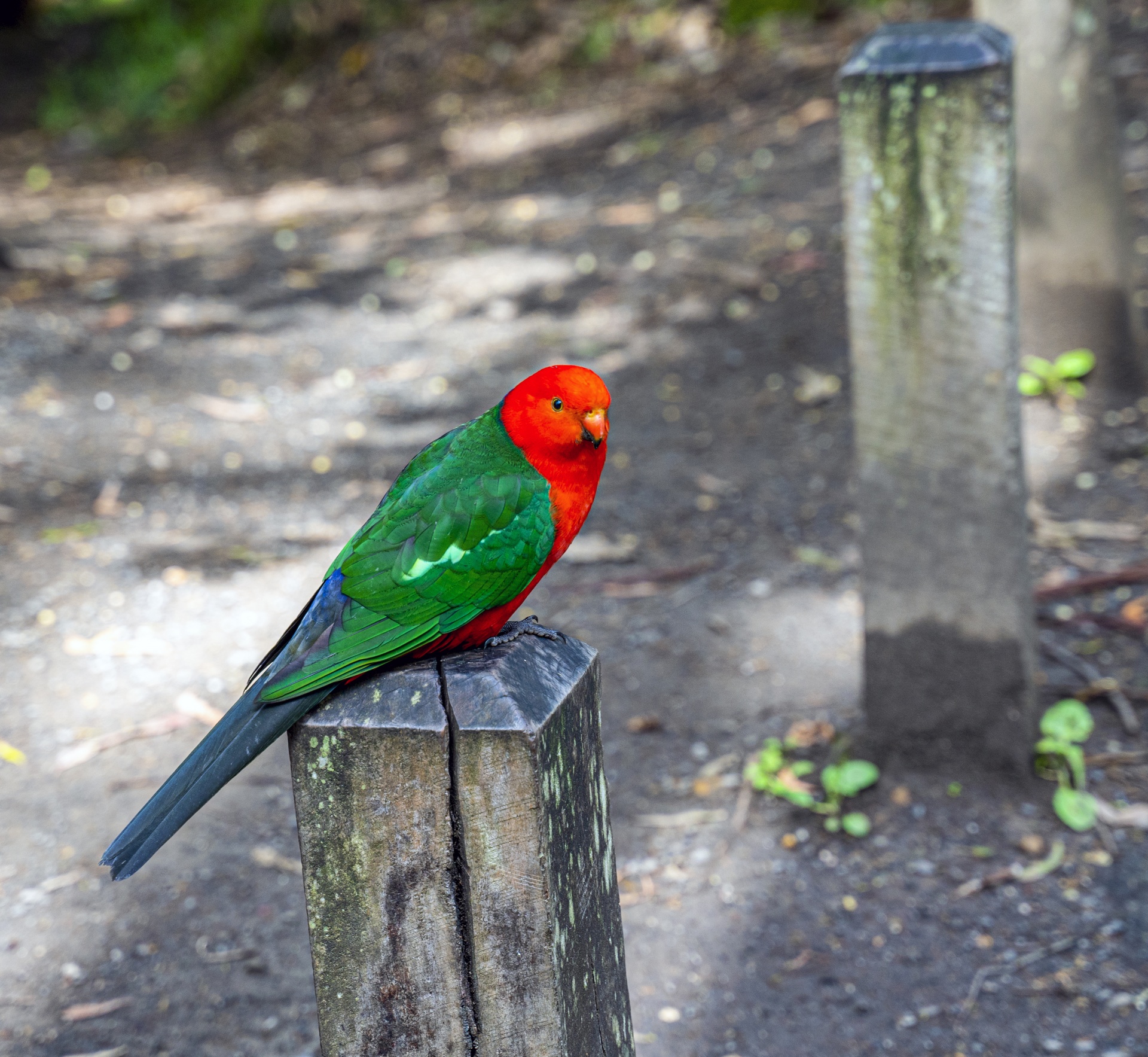 Papagaio-rei australiano