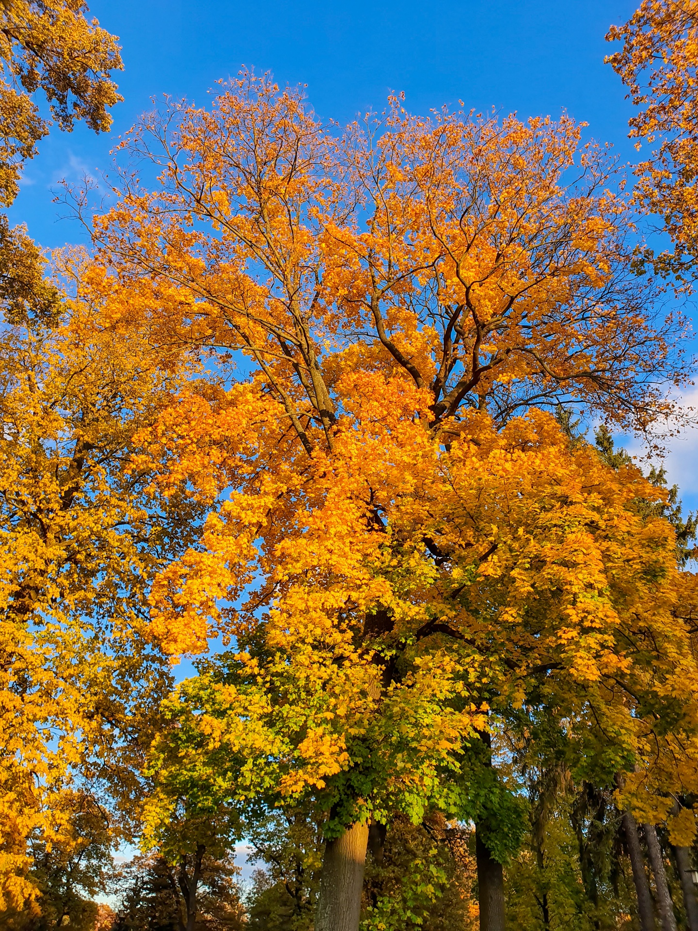 Podzimní strom v parku