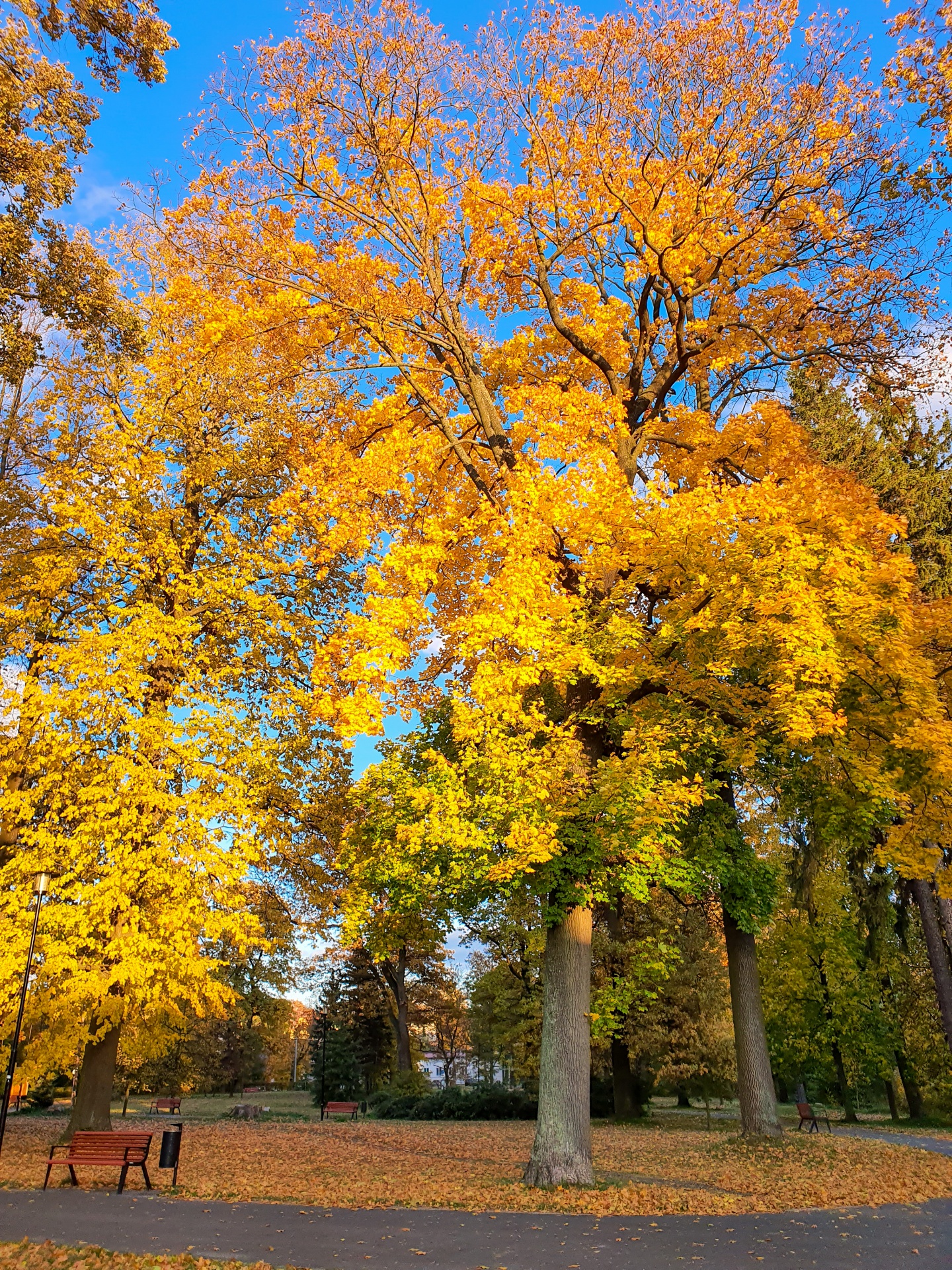 Podzimní strom v parku