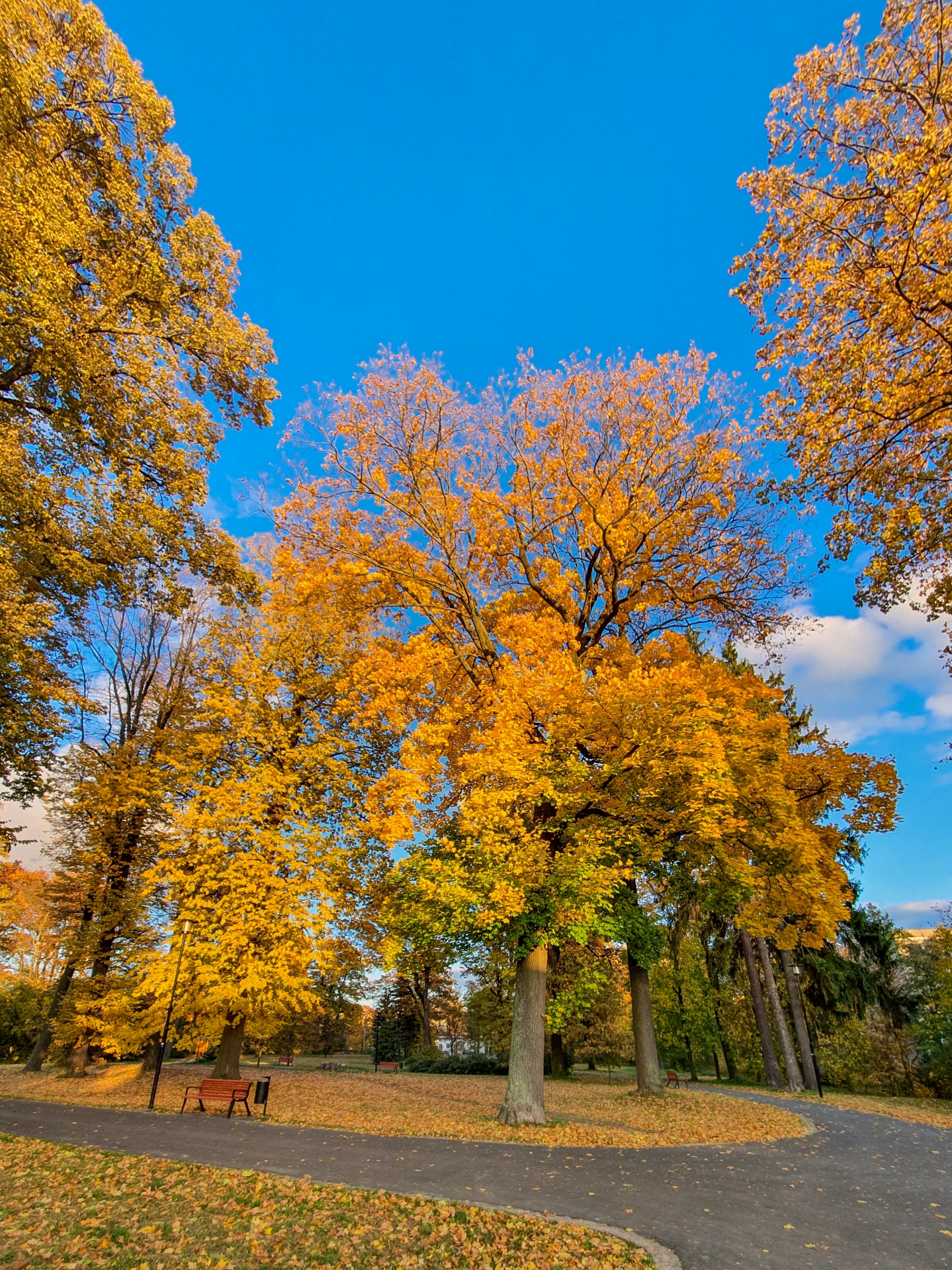 Árvore de outono em um parque