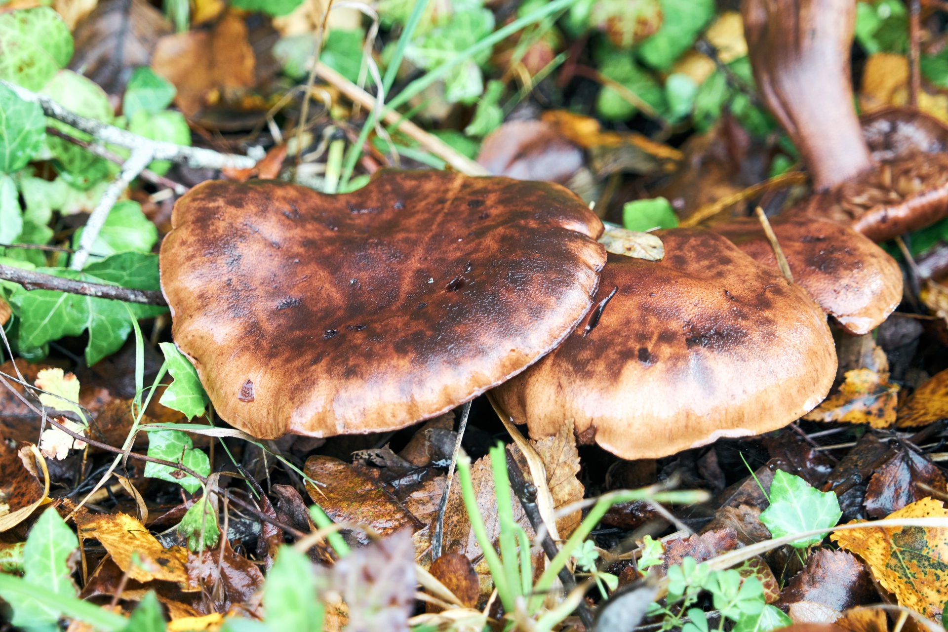 Podzim, divoké houby