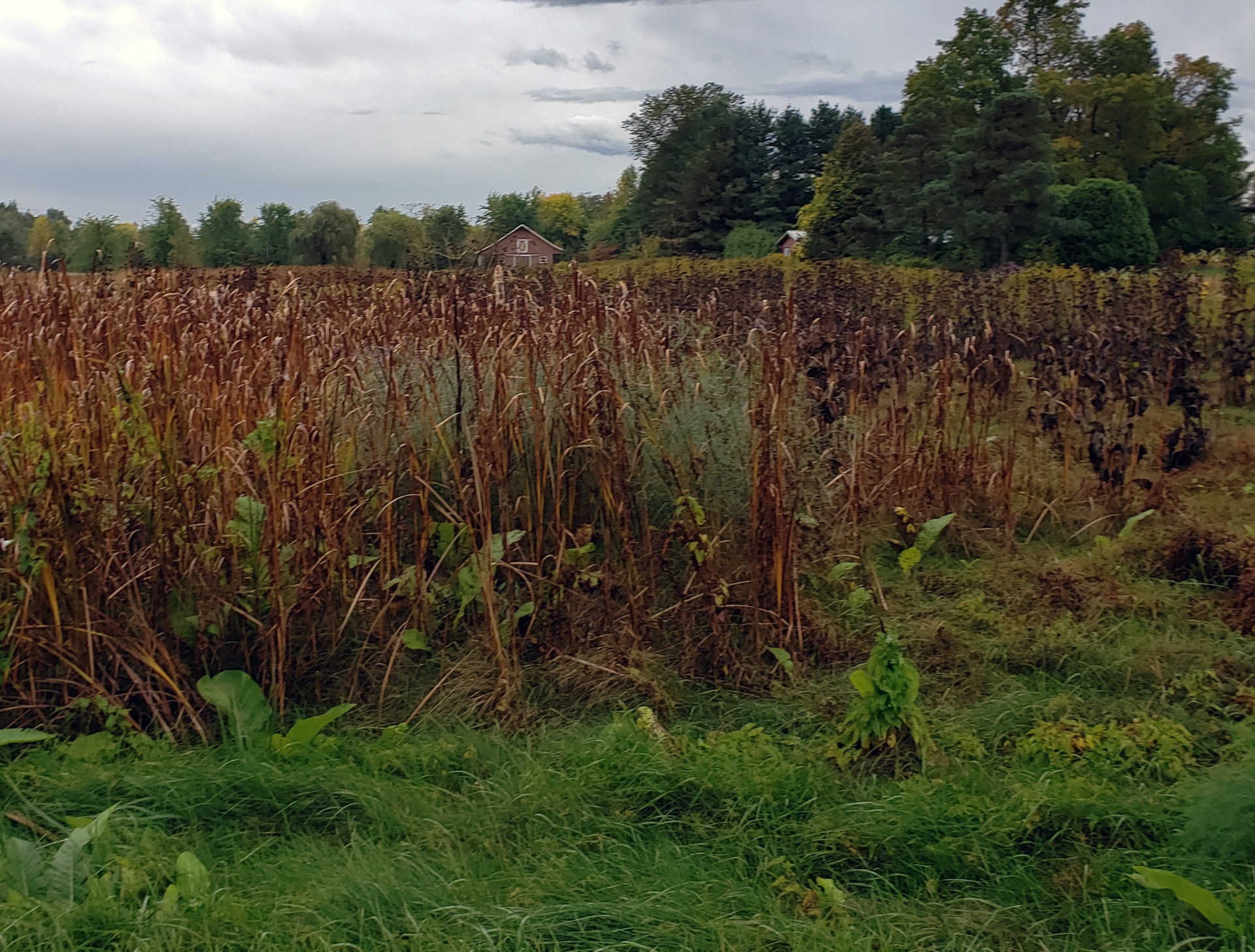 Campos de maíz de otoño
