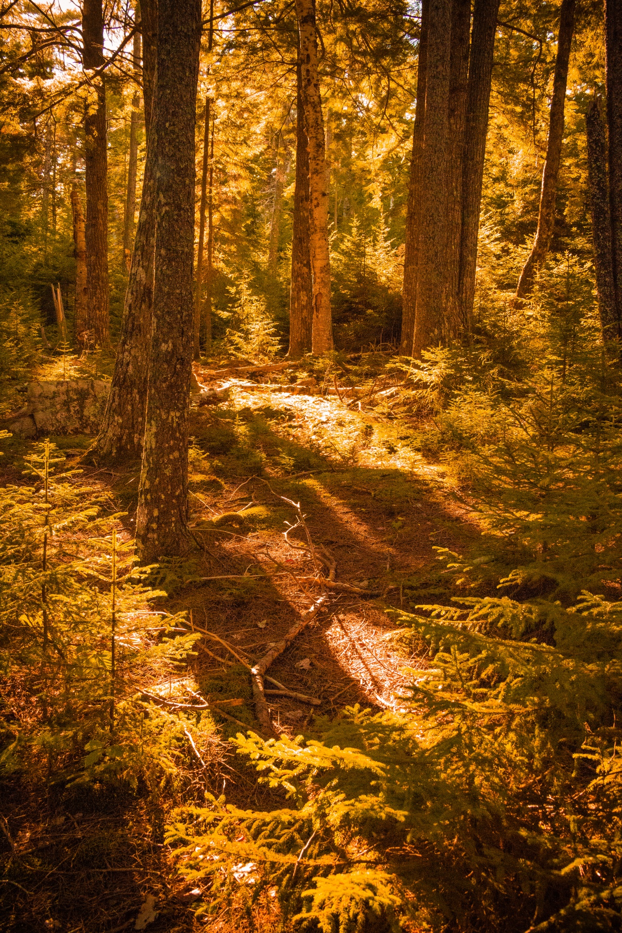 Podzimní les při západu slunce
