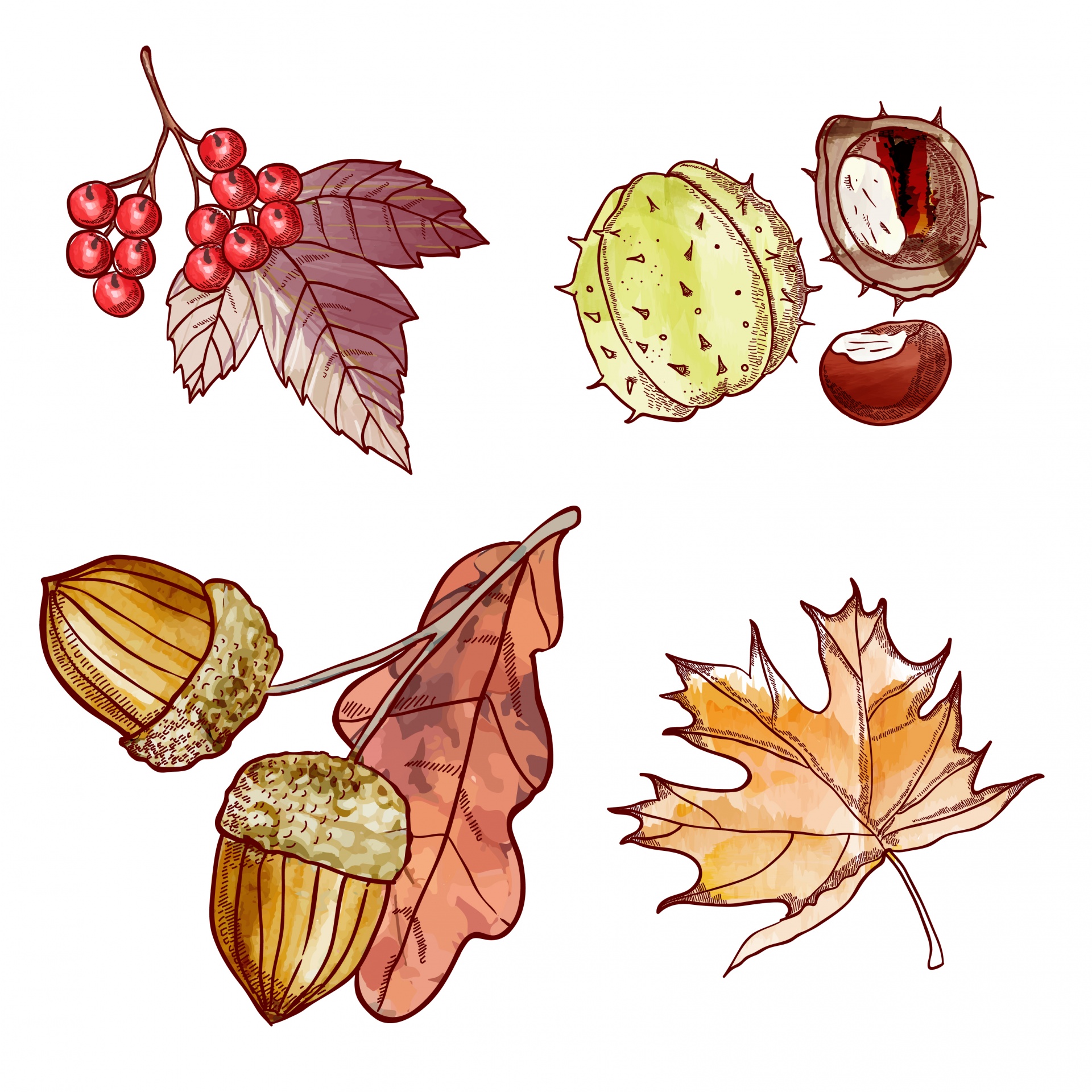 Podzimní listí, bobule akvarel