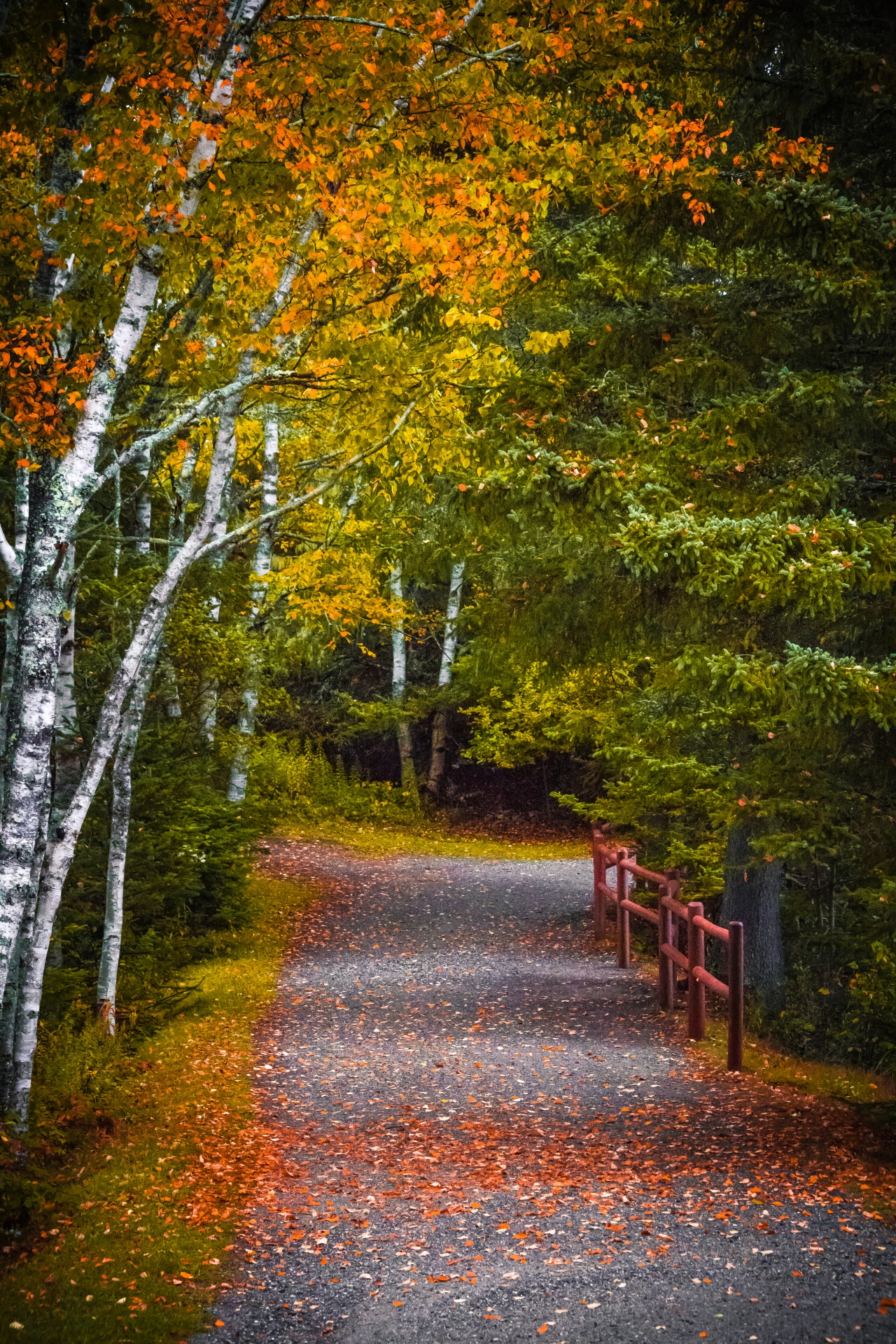 Caminho de outono na floresta