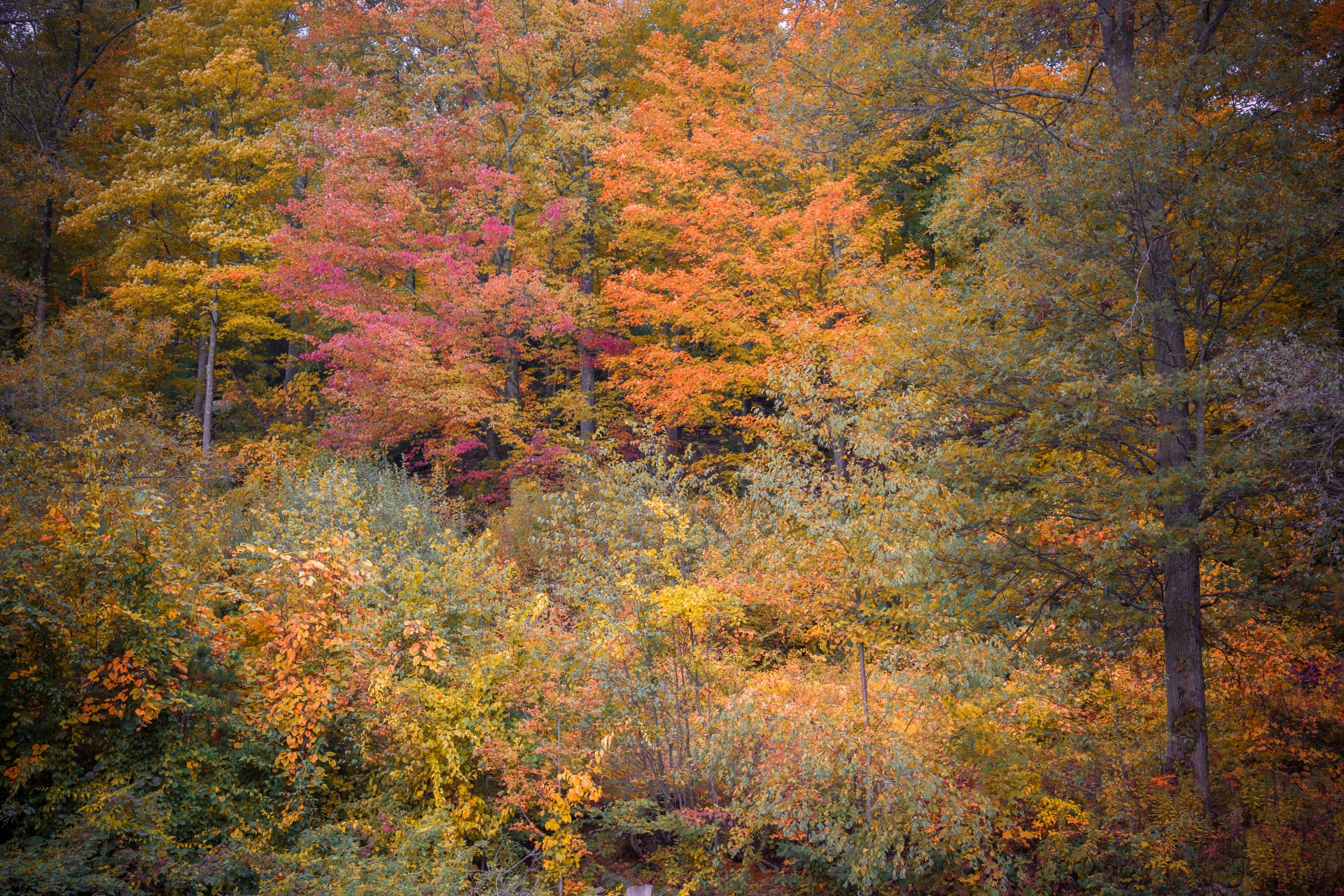 Fundo de árvores de outono