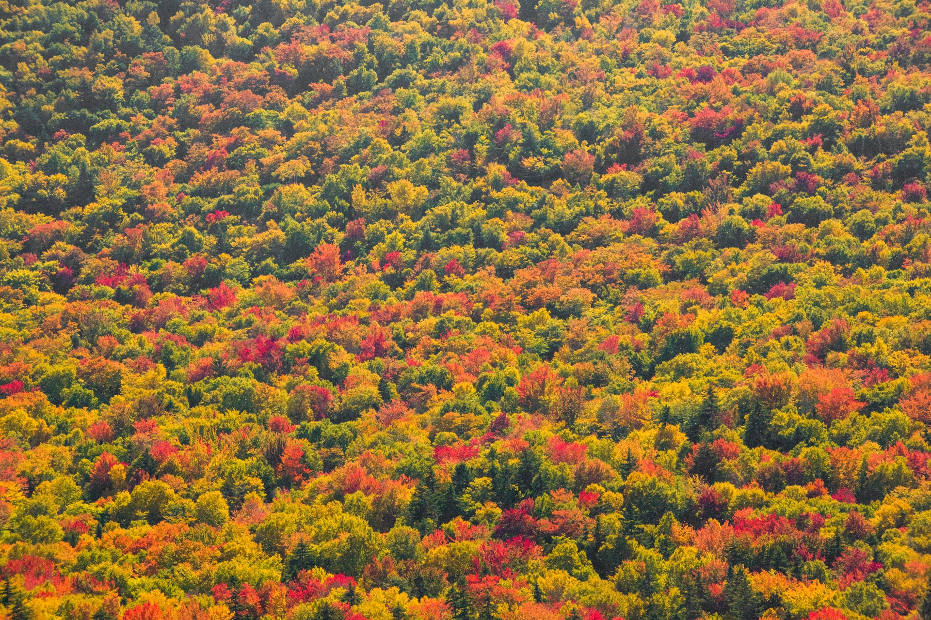 Podzimní stromy pozadí
