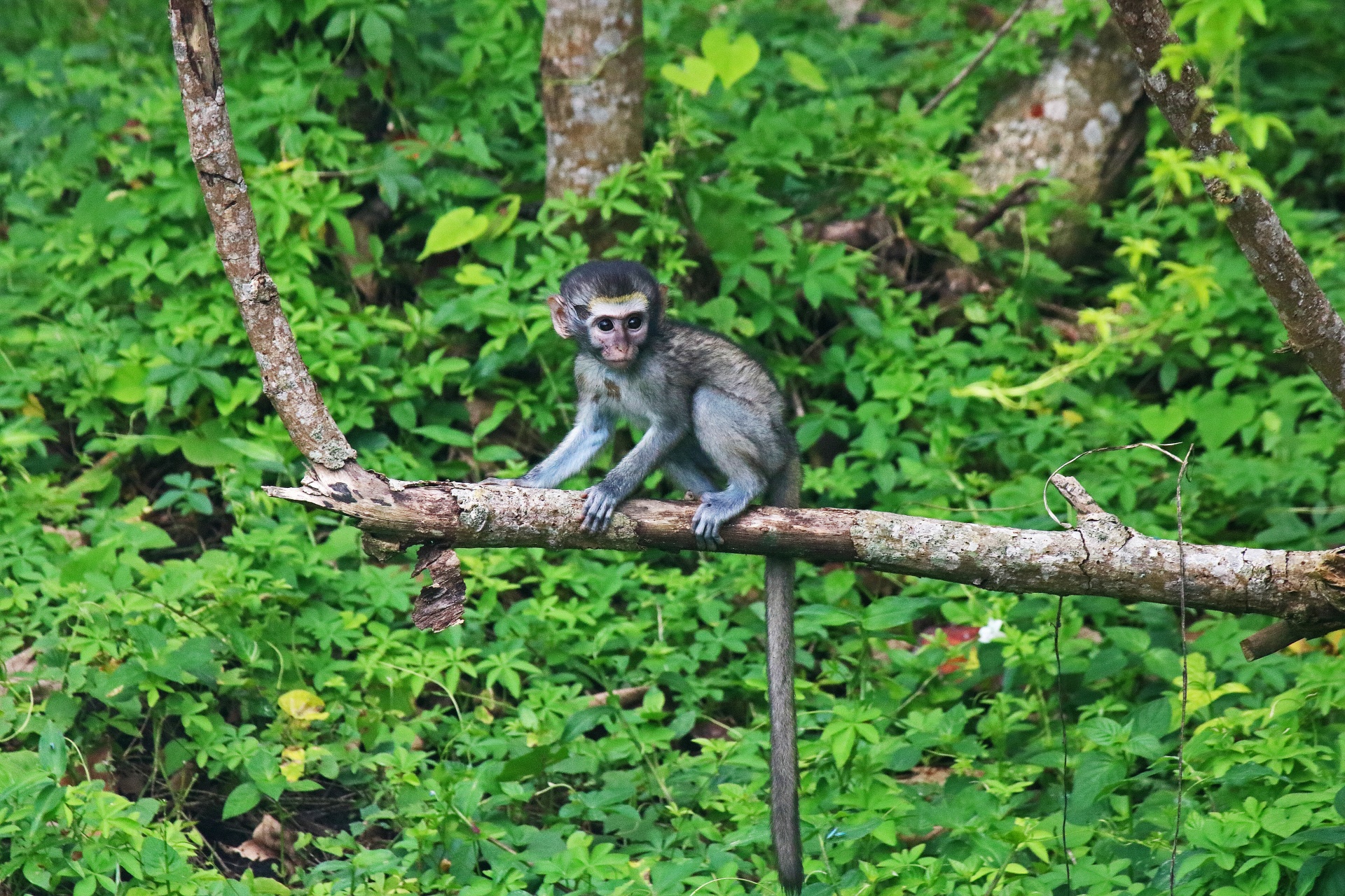 Bebé mono vervet en una rama