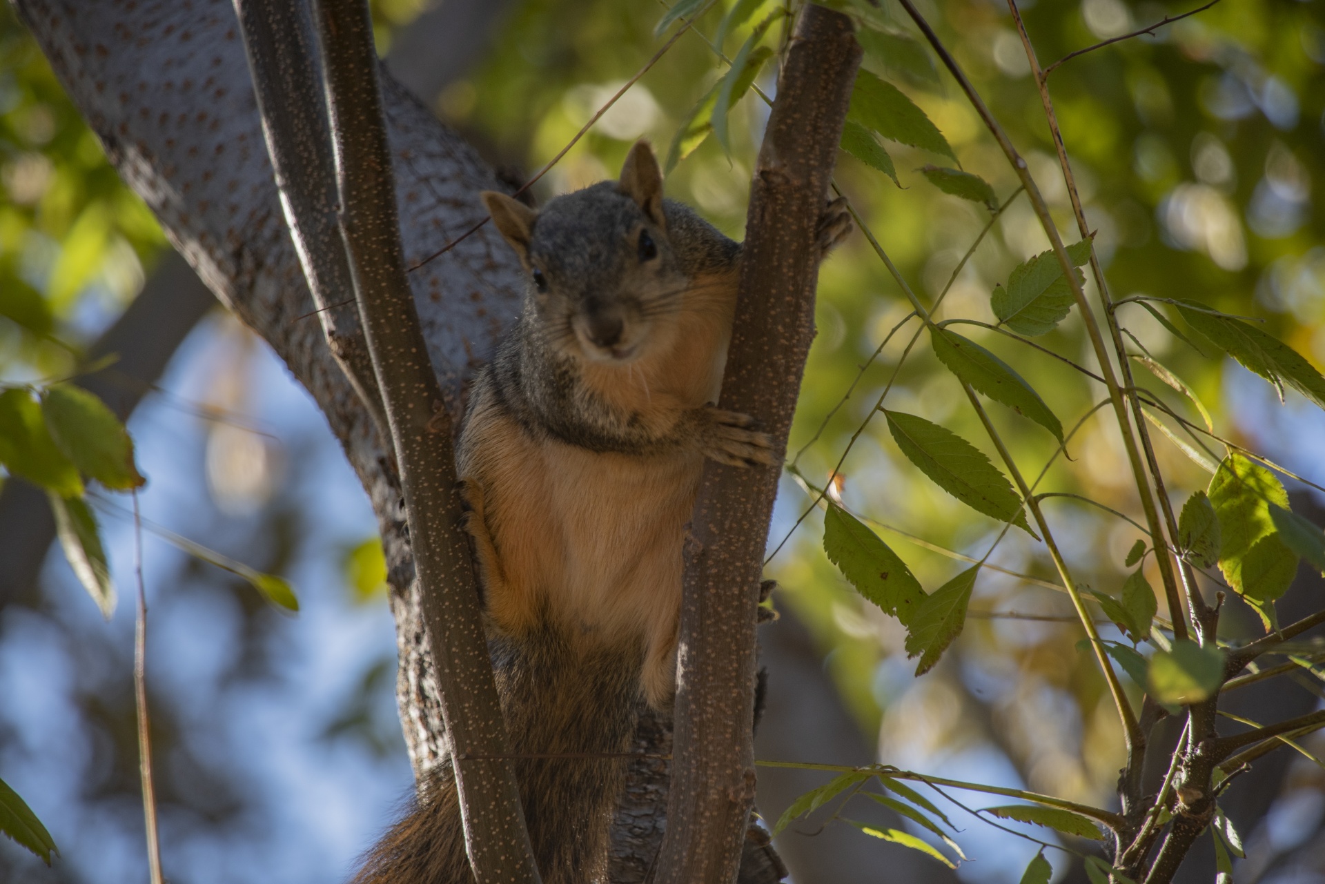 Backyard Squirrel Female