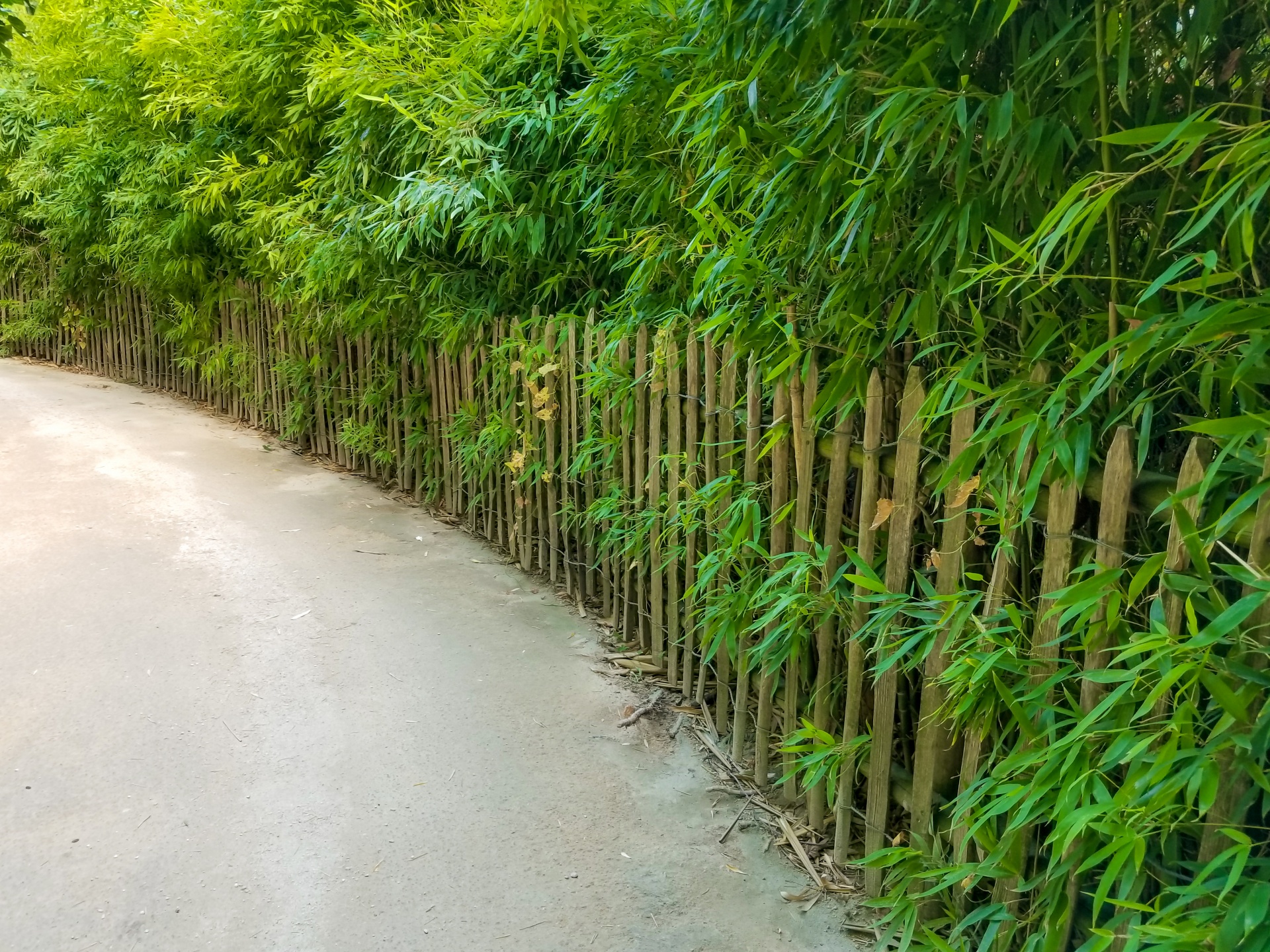 Bambusový plot
