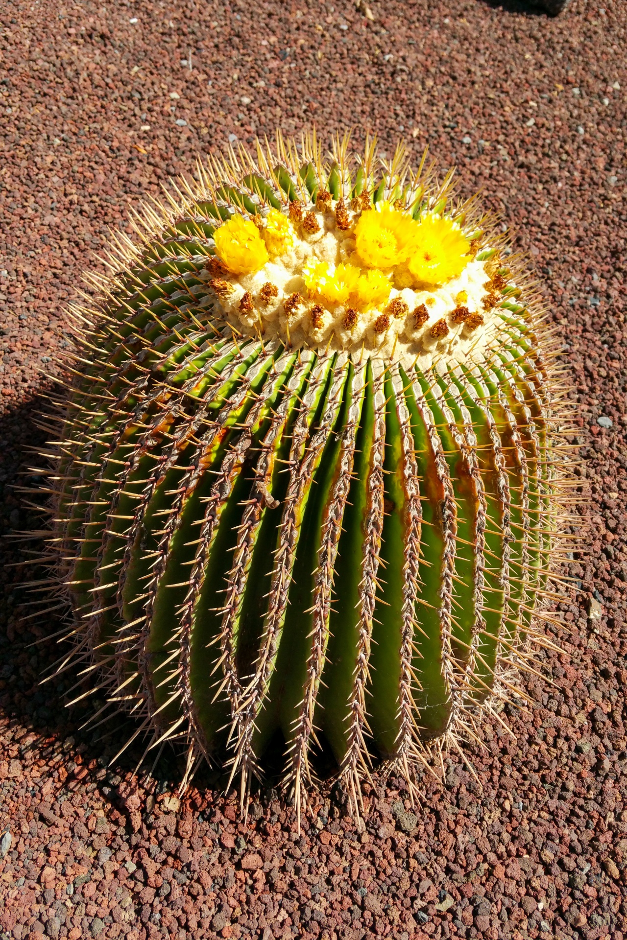 Cactus barril