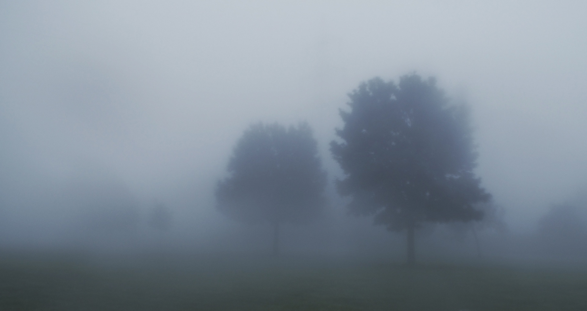 Stromy mlha krajina smutný