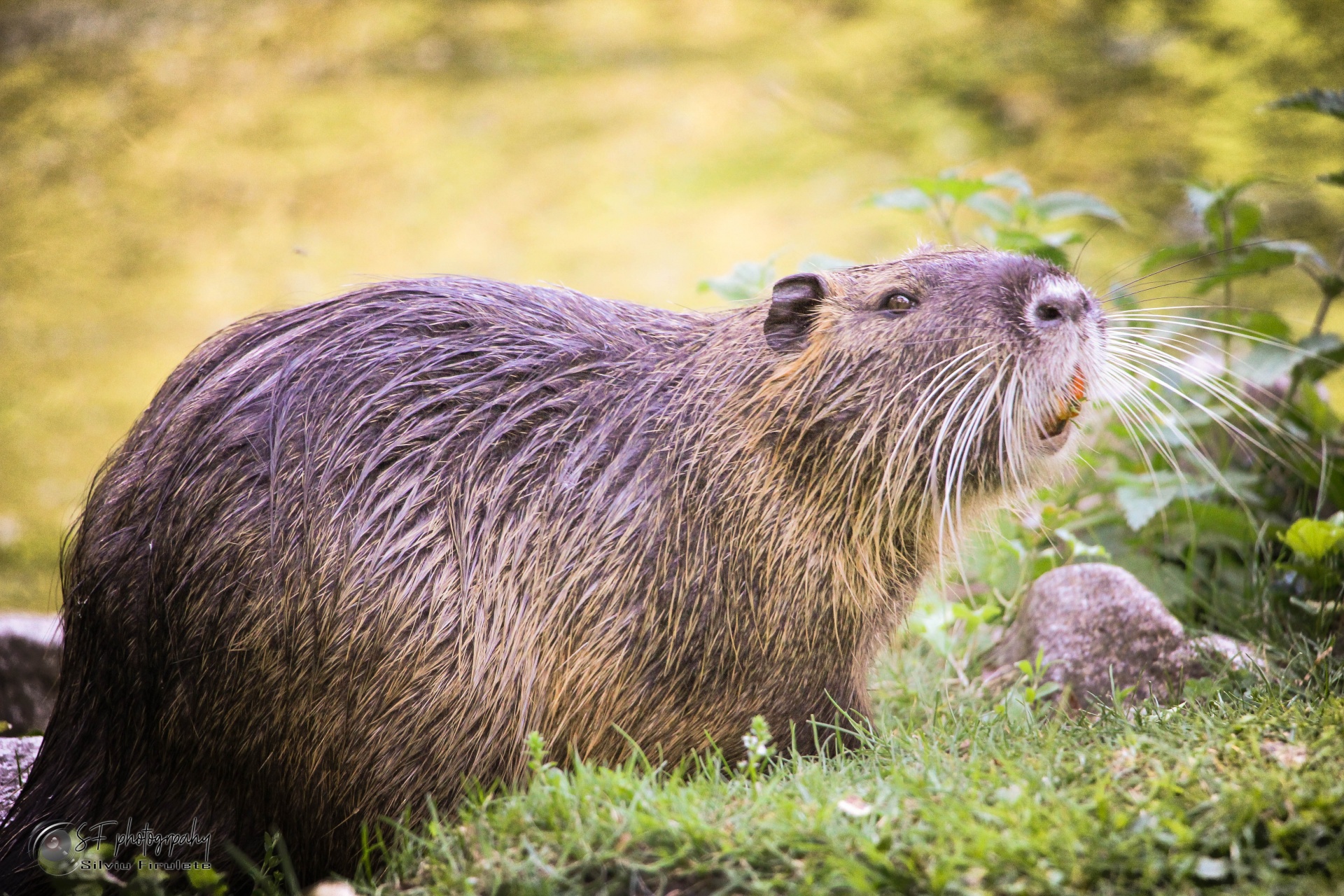 Beaver In The Landscape