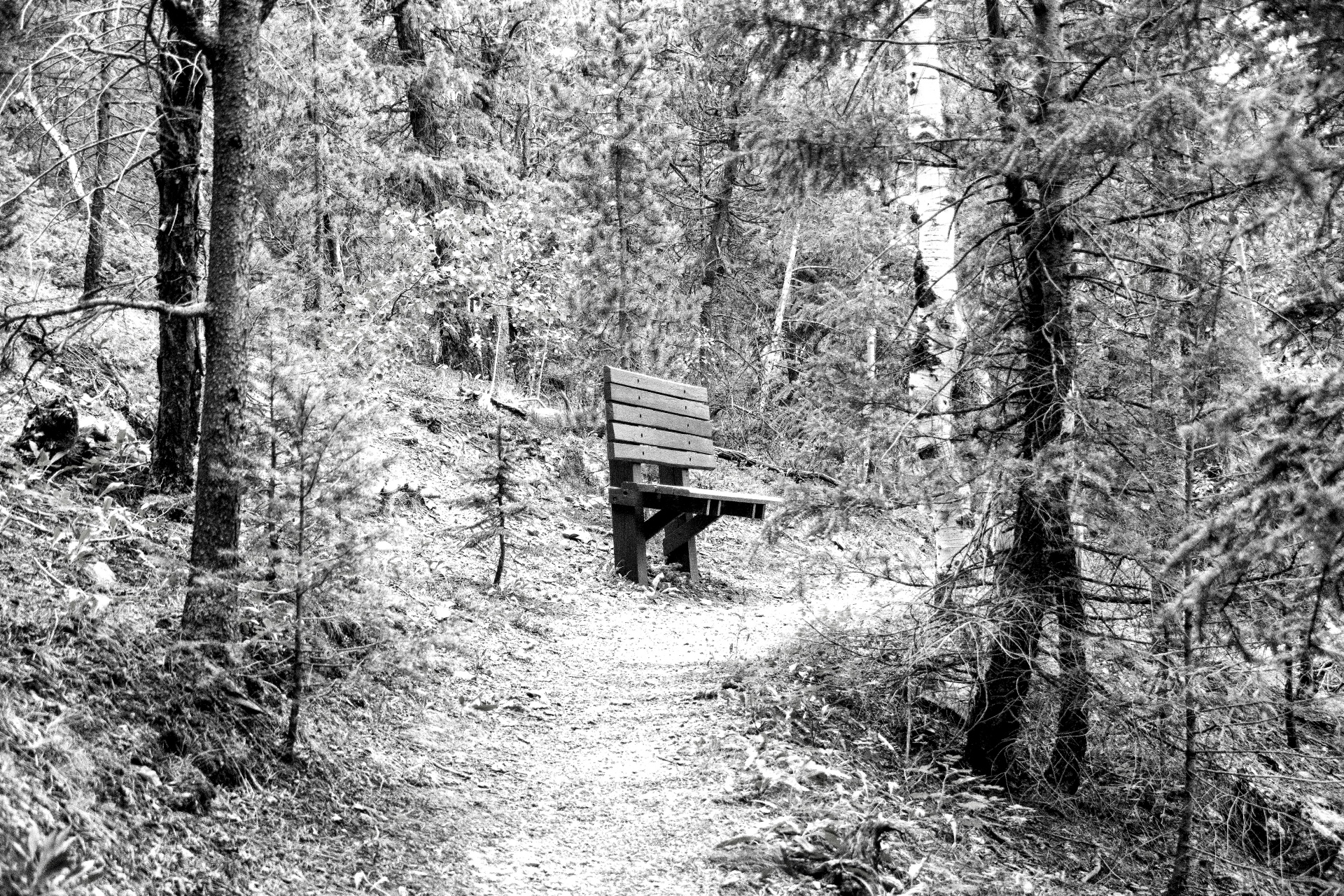 Sitzbank im Wald