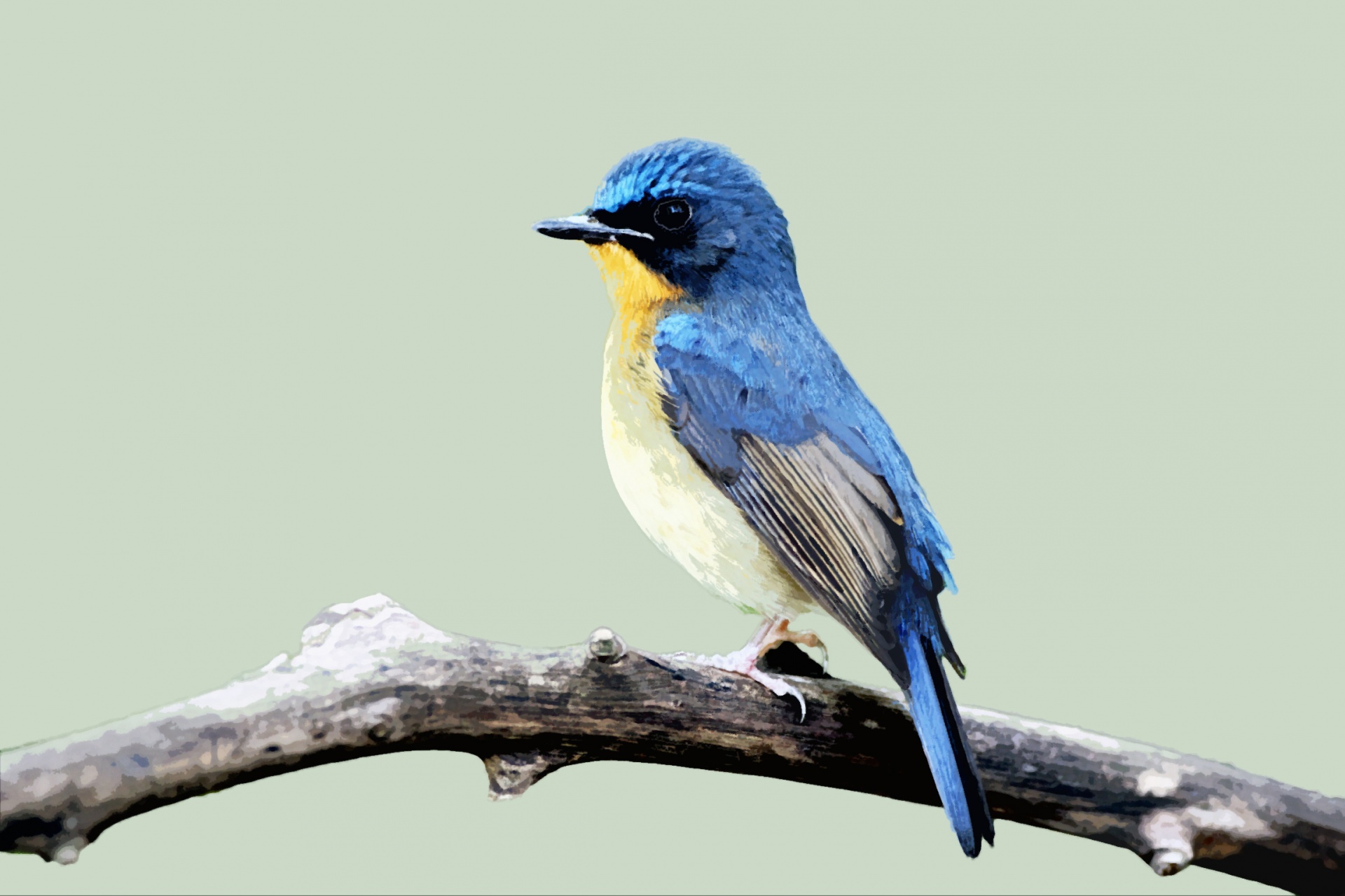 Pták modrý akvarel