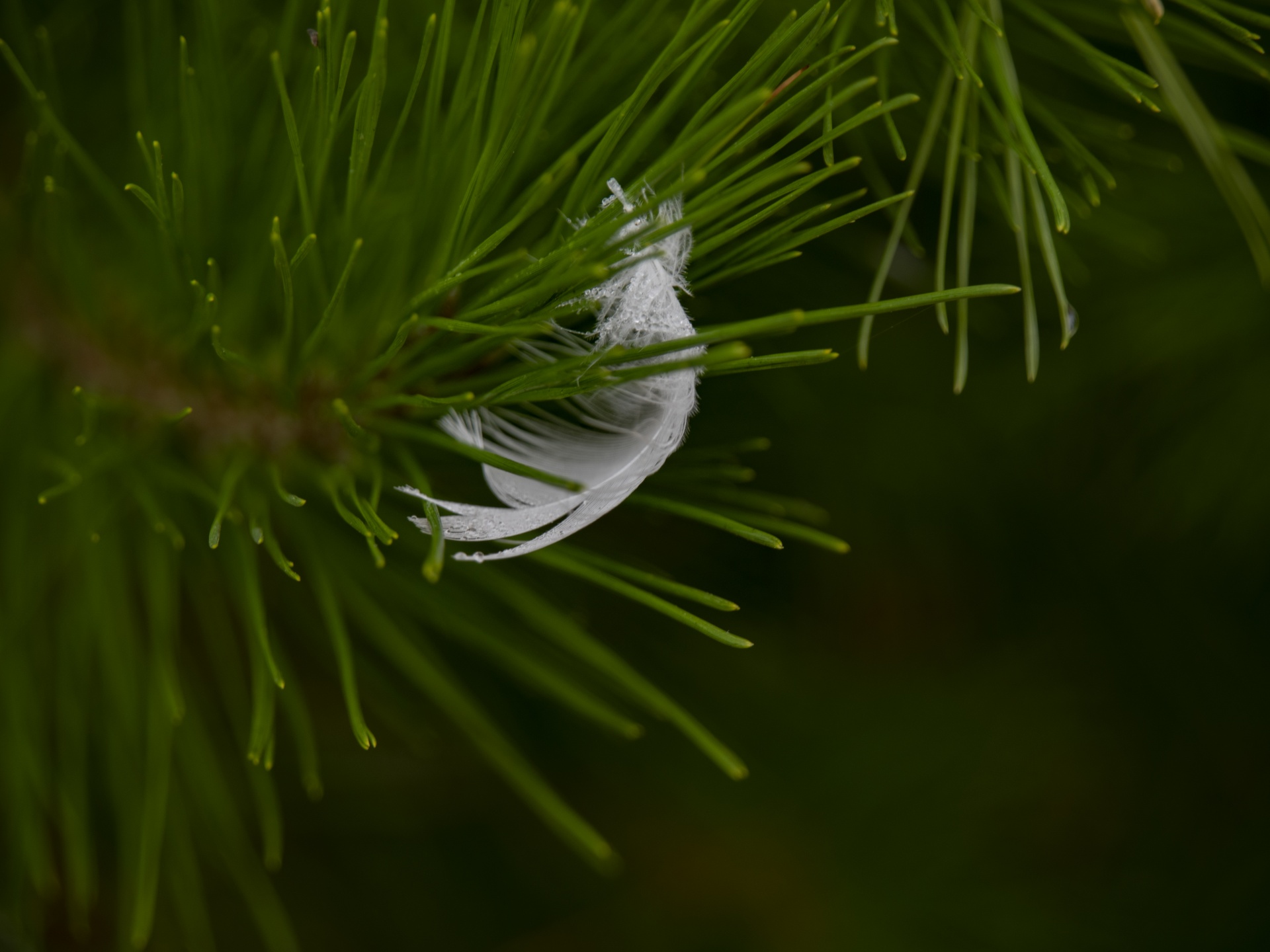 Pluma de ave en un pino