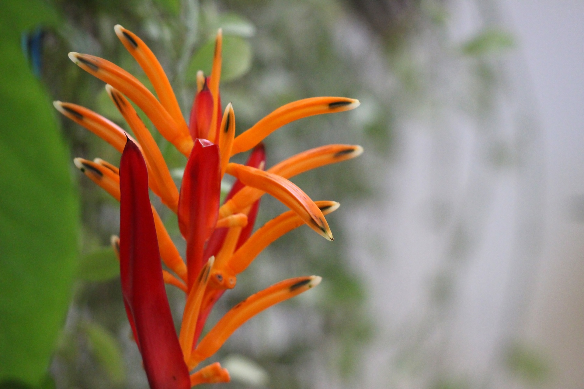 Bird of Paradise Orange Flower